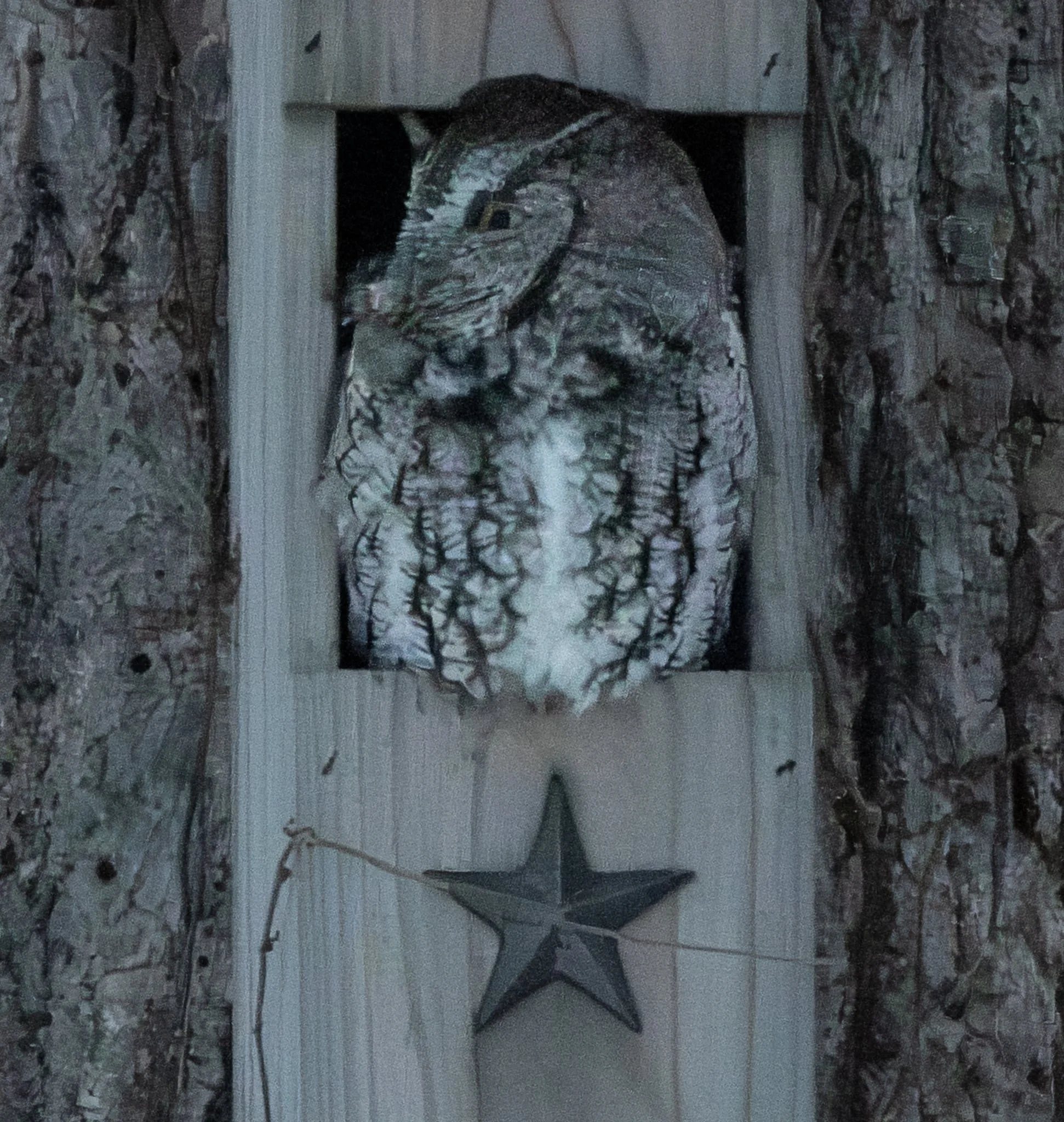 A Screch Owl (named Spook) hanging out in his nest box in a neighbor's yard! And this neighbor was the person who got me into photography!!