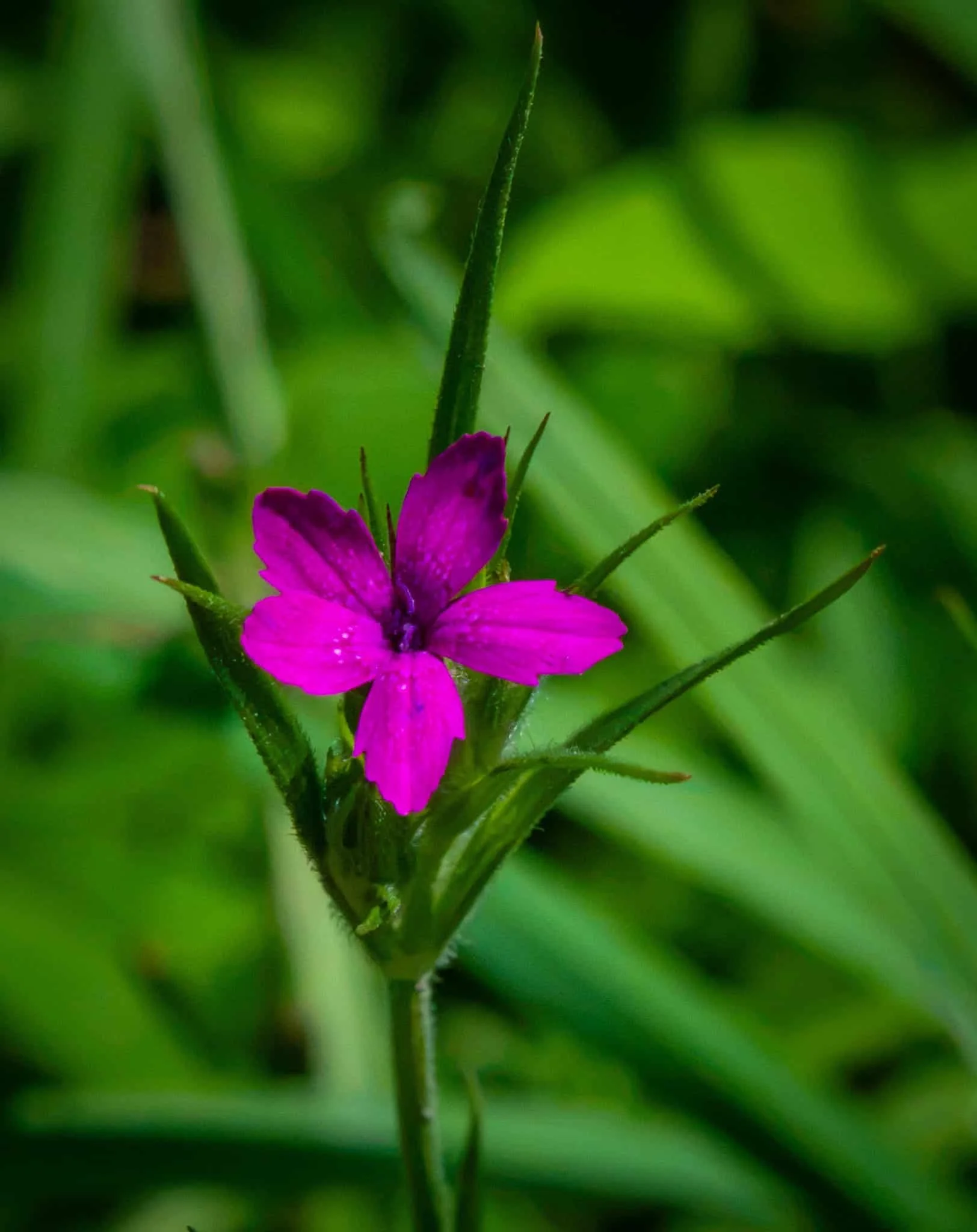 Deptford Pink - so vibrant!