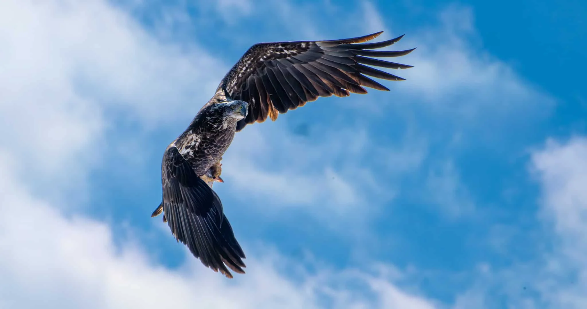 Bald Eagle with a Silver Bass in its talons