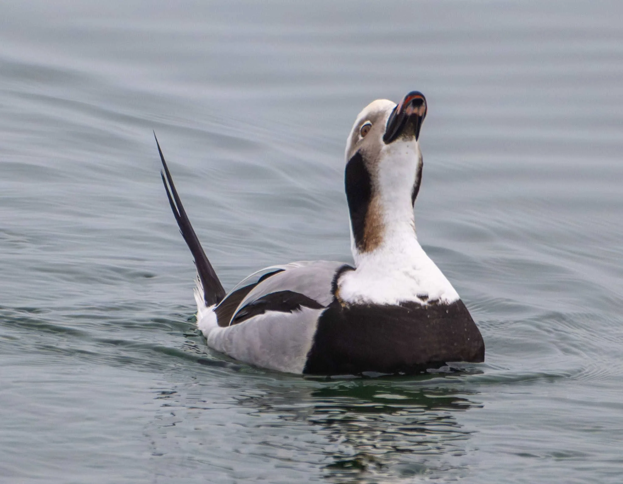 I'm a Long-tailed Duck, and I AM PROUD!