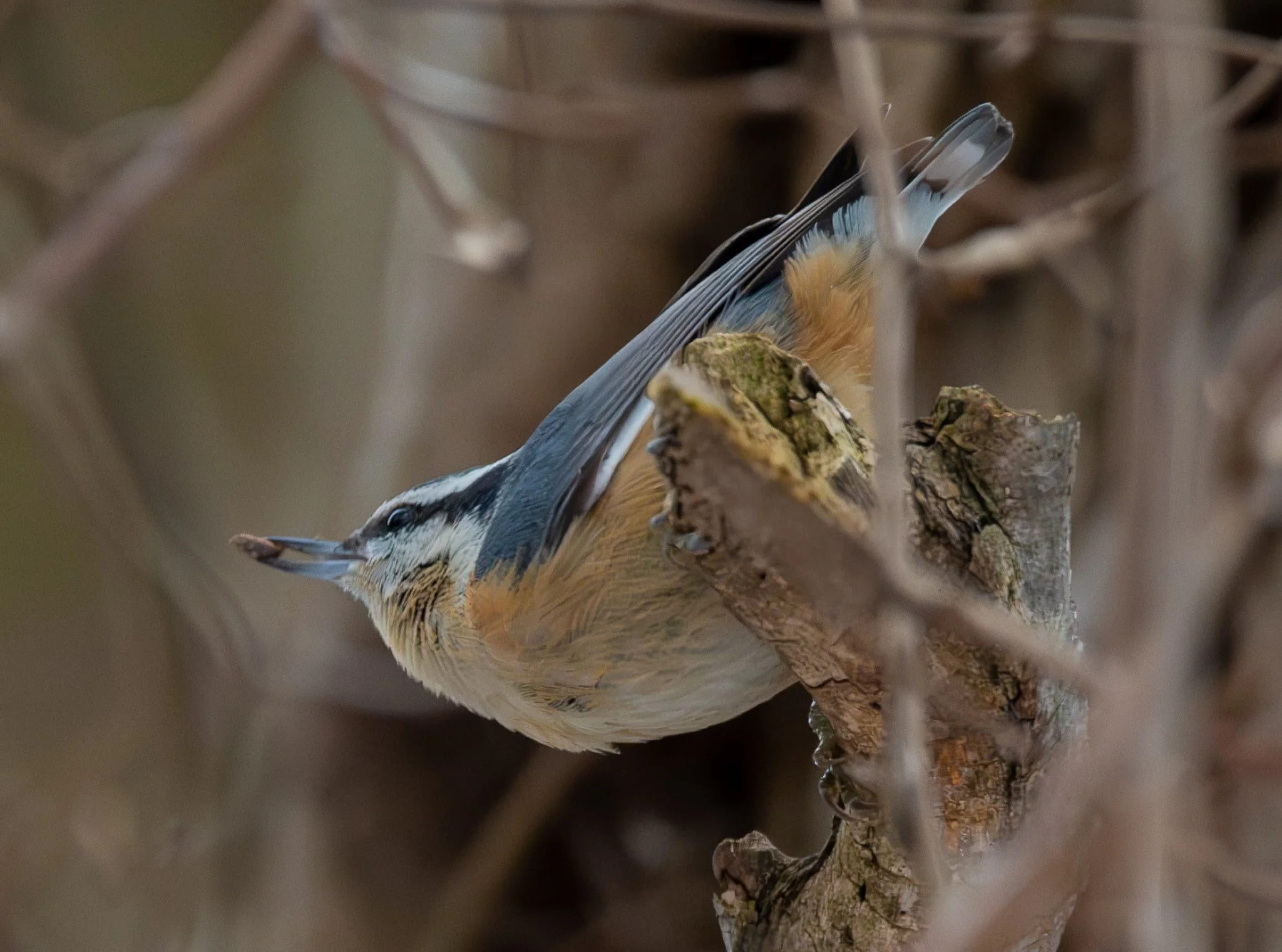 Red-breasted Nuthatch ... with a nut he just hatched.
