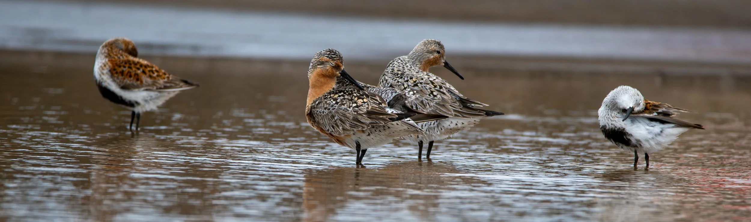 Dunlin bookends with 2 Red Knot in the middle of the shorebird sandwich