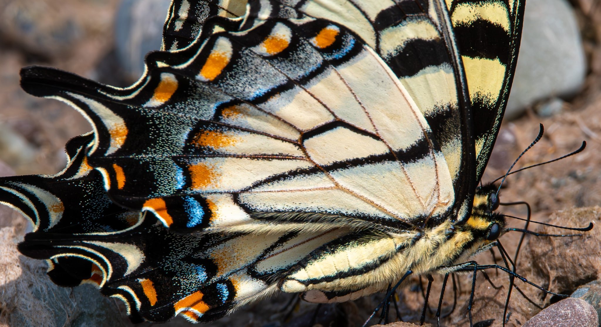 Tiger Swallowtail