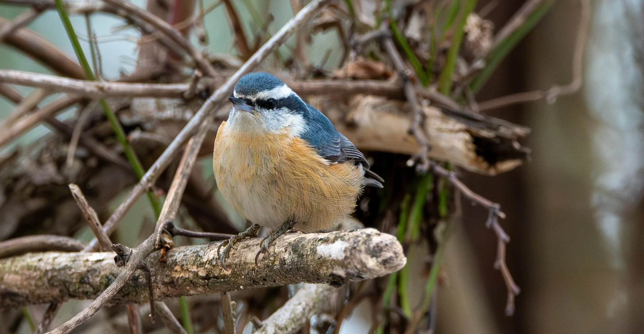 Red-breasted Nuthatch with its namesake