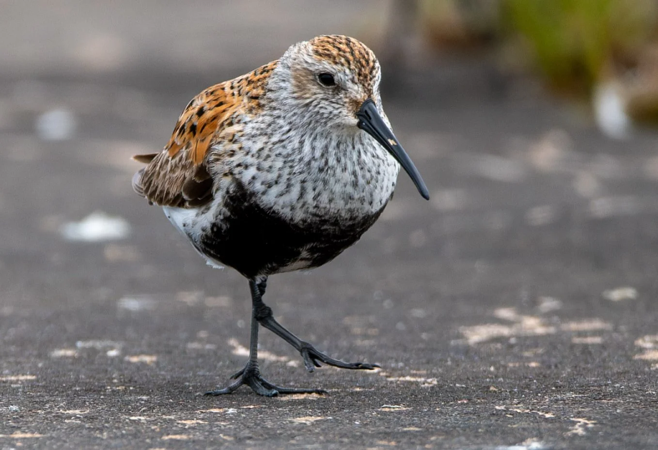 Dunlin in his best breeding plumage