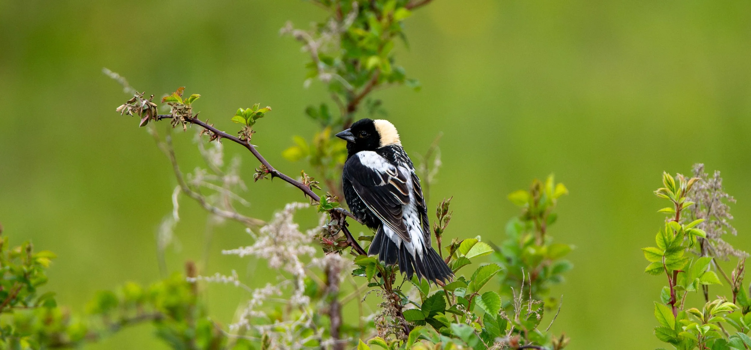 Bobolink (male)