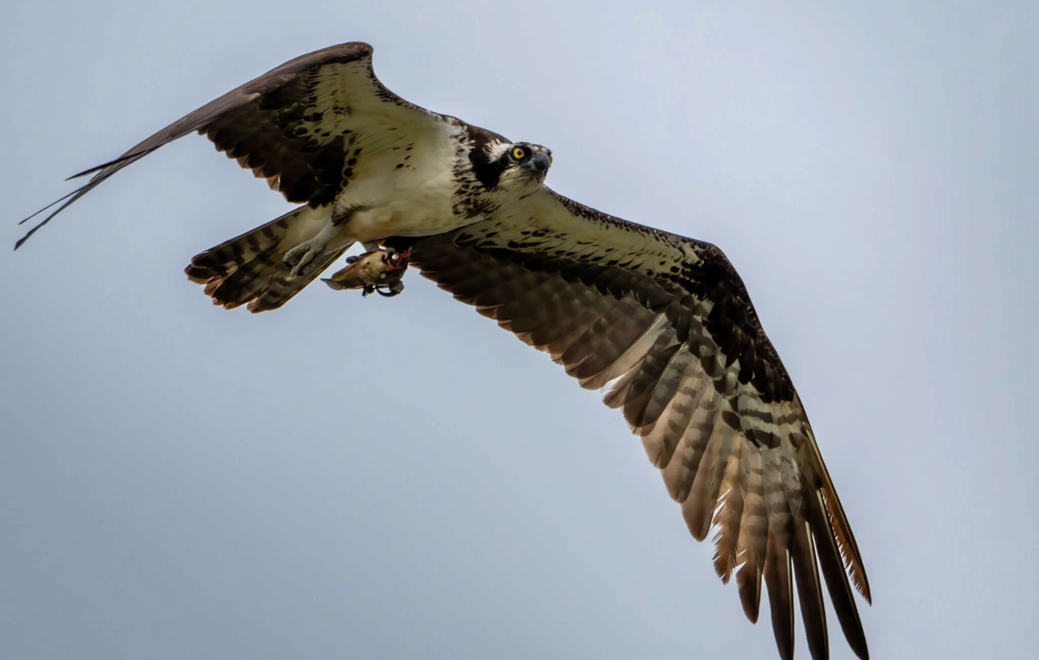 Osprey having fish for lunch
