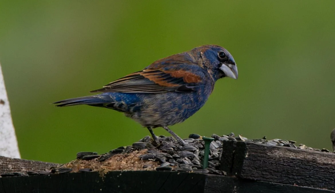 Blue Grosbeak (a rare find for upstate NY)