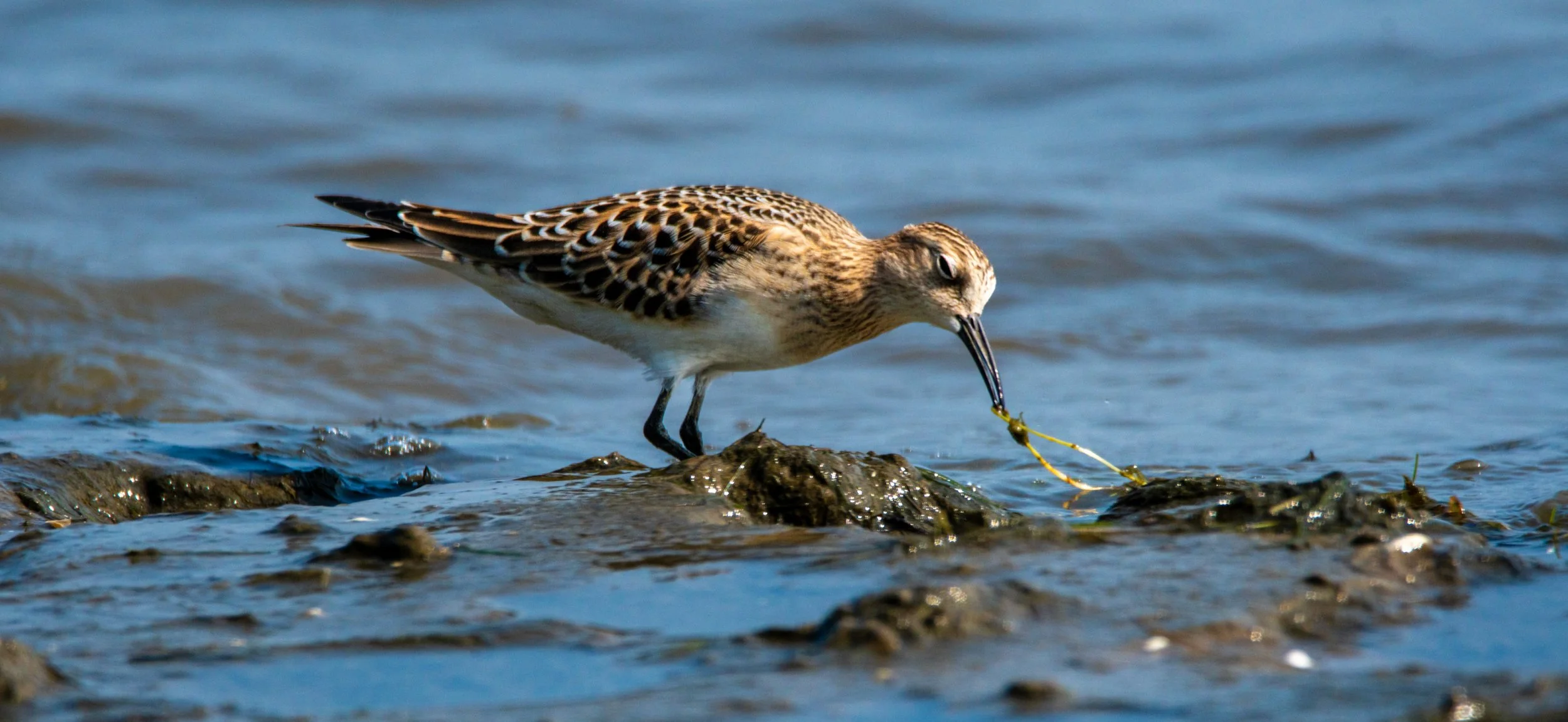 Baird's Sandpiper enjoying bfast