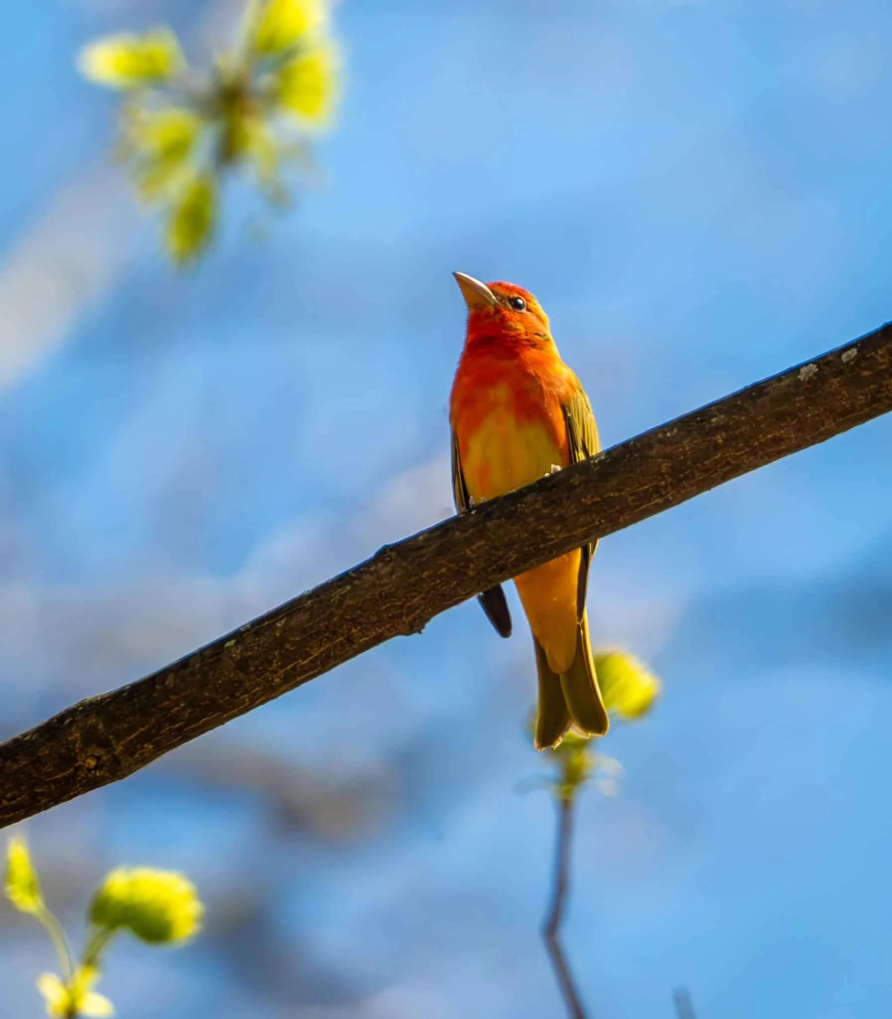Summer Tanager ... a bit lost, but so glad he stopped by