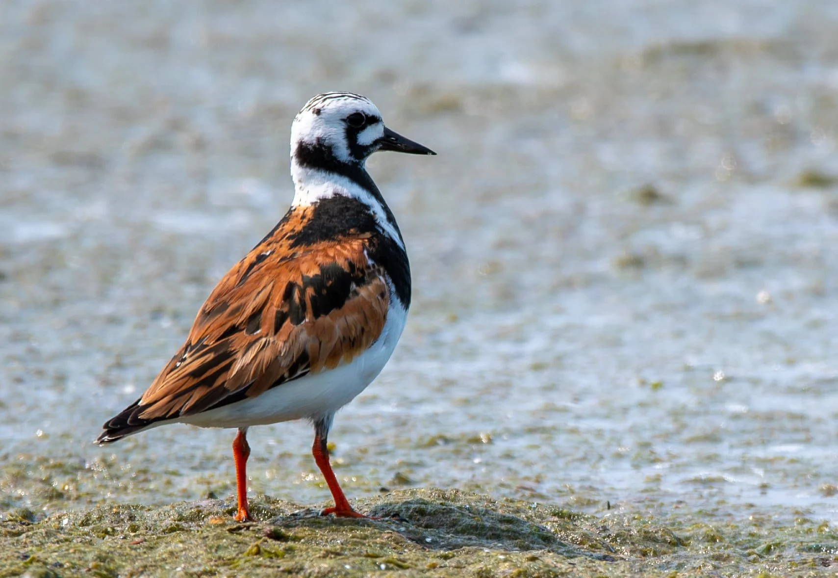 Ruddy Turnstone