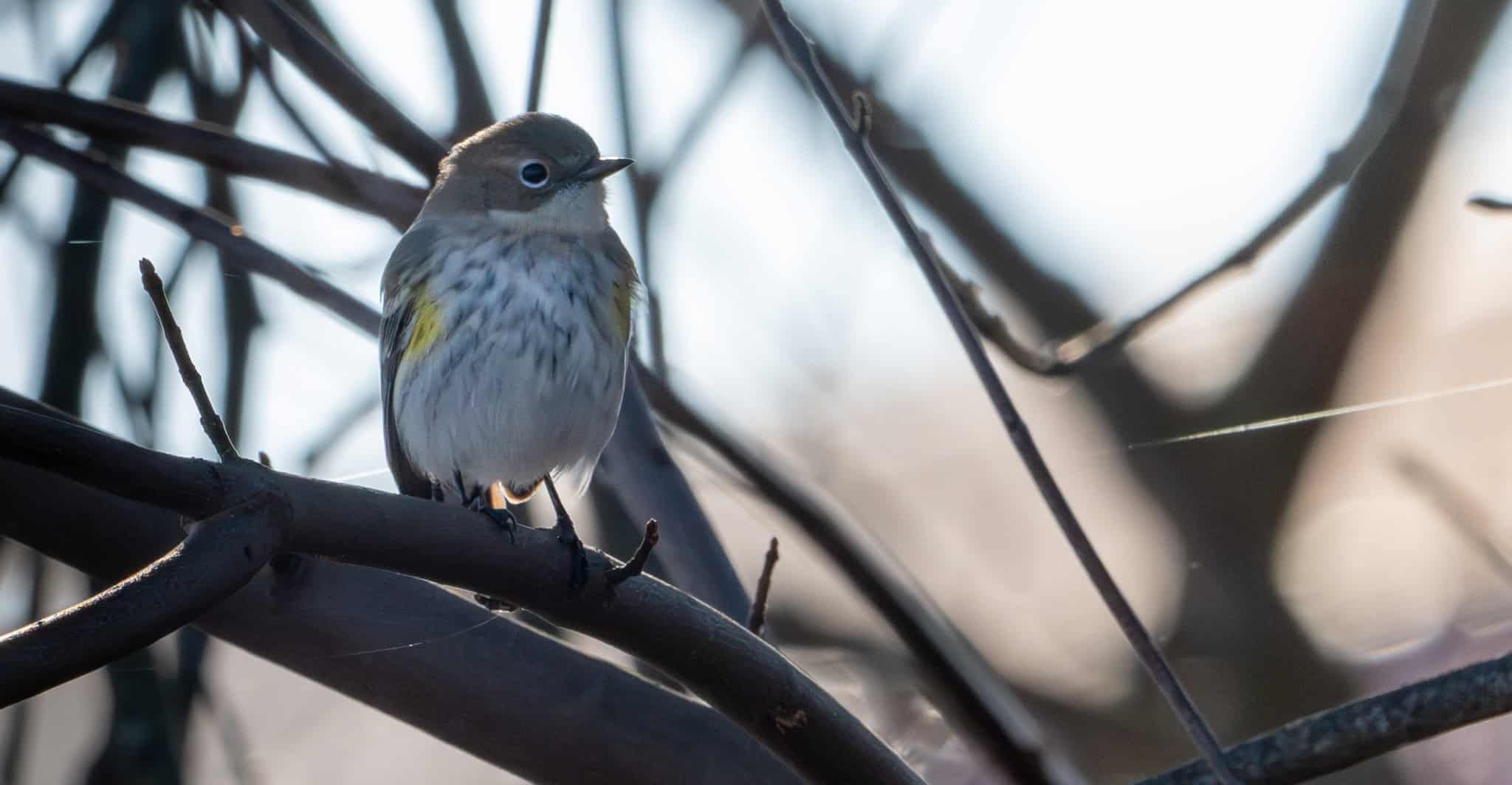 Yellow-rumped Warbler overwintering at Montezuma NWR