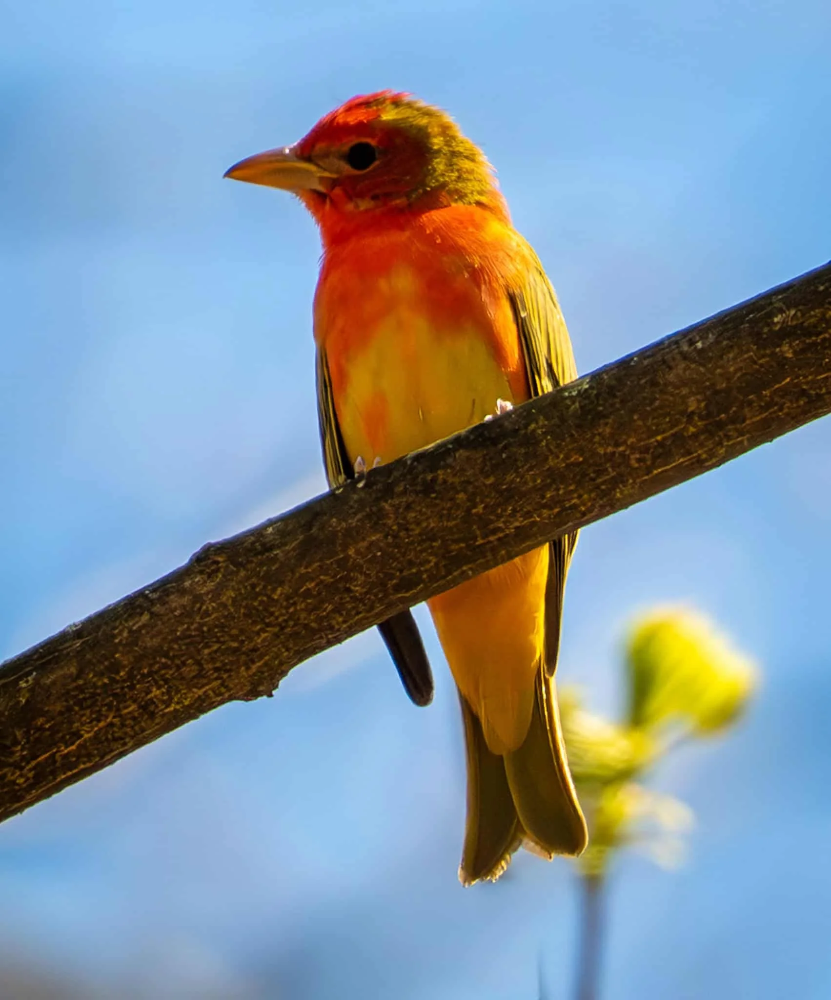 Summer Tanager looking like a summer sunset