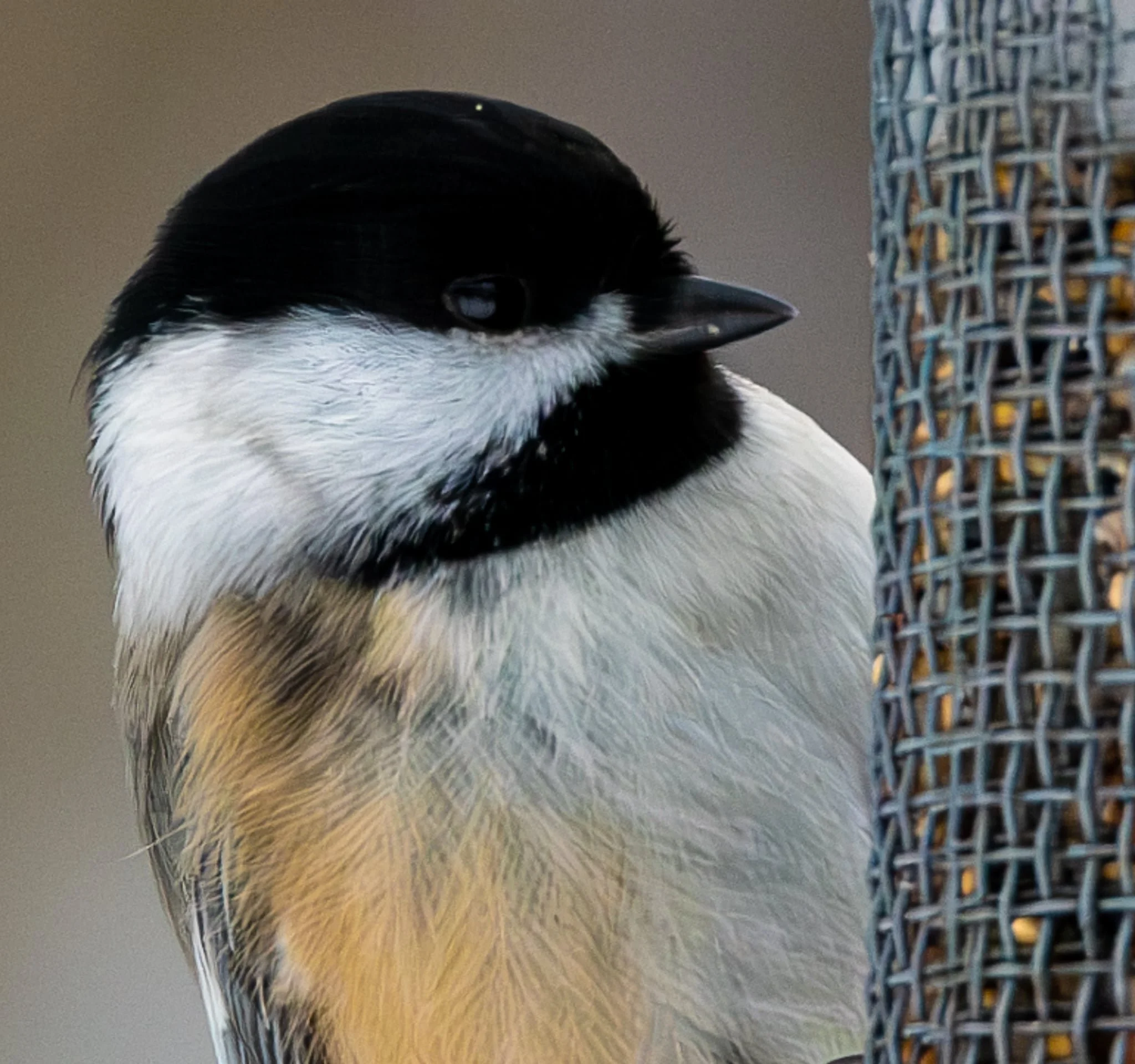 Black-capped Chickadee - plump and warm on a pretty cold winter's day