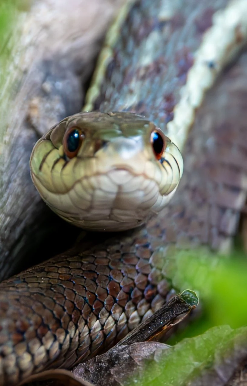 Garter Snake