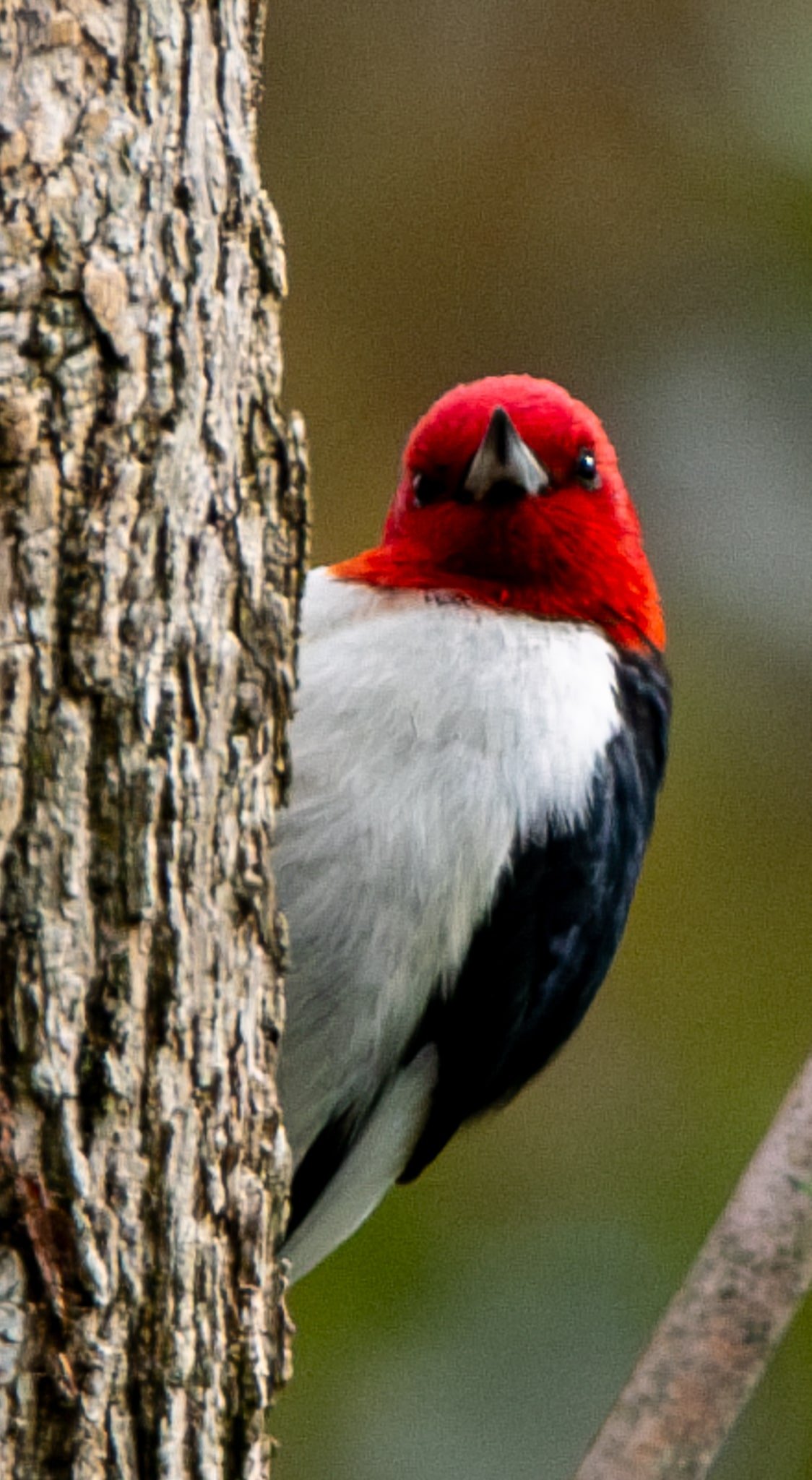 Red-headed Woodpecker - "you talking to me?"