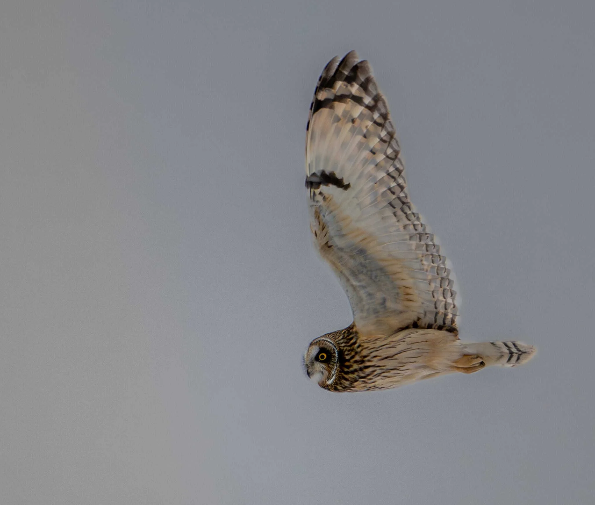 Short-eared Owl