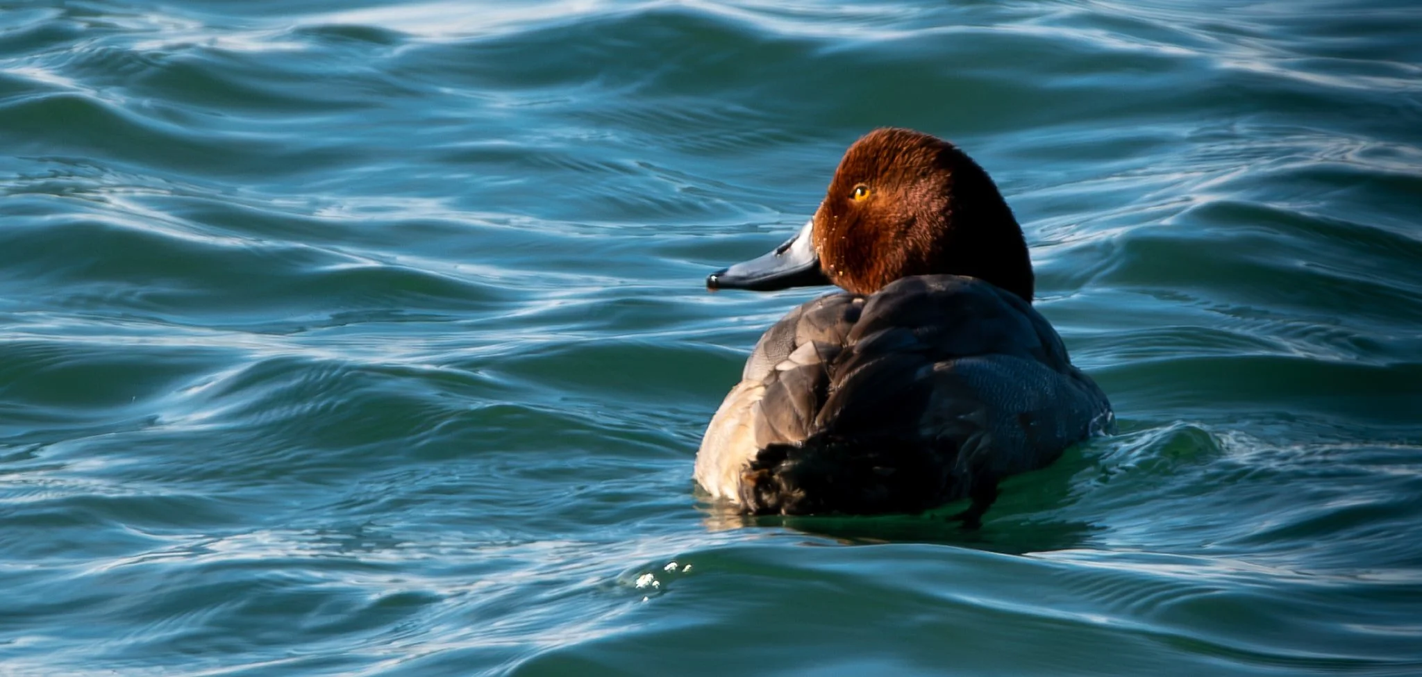 Redhead near sunset