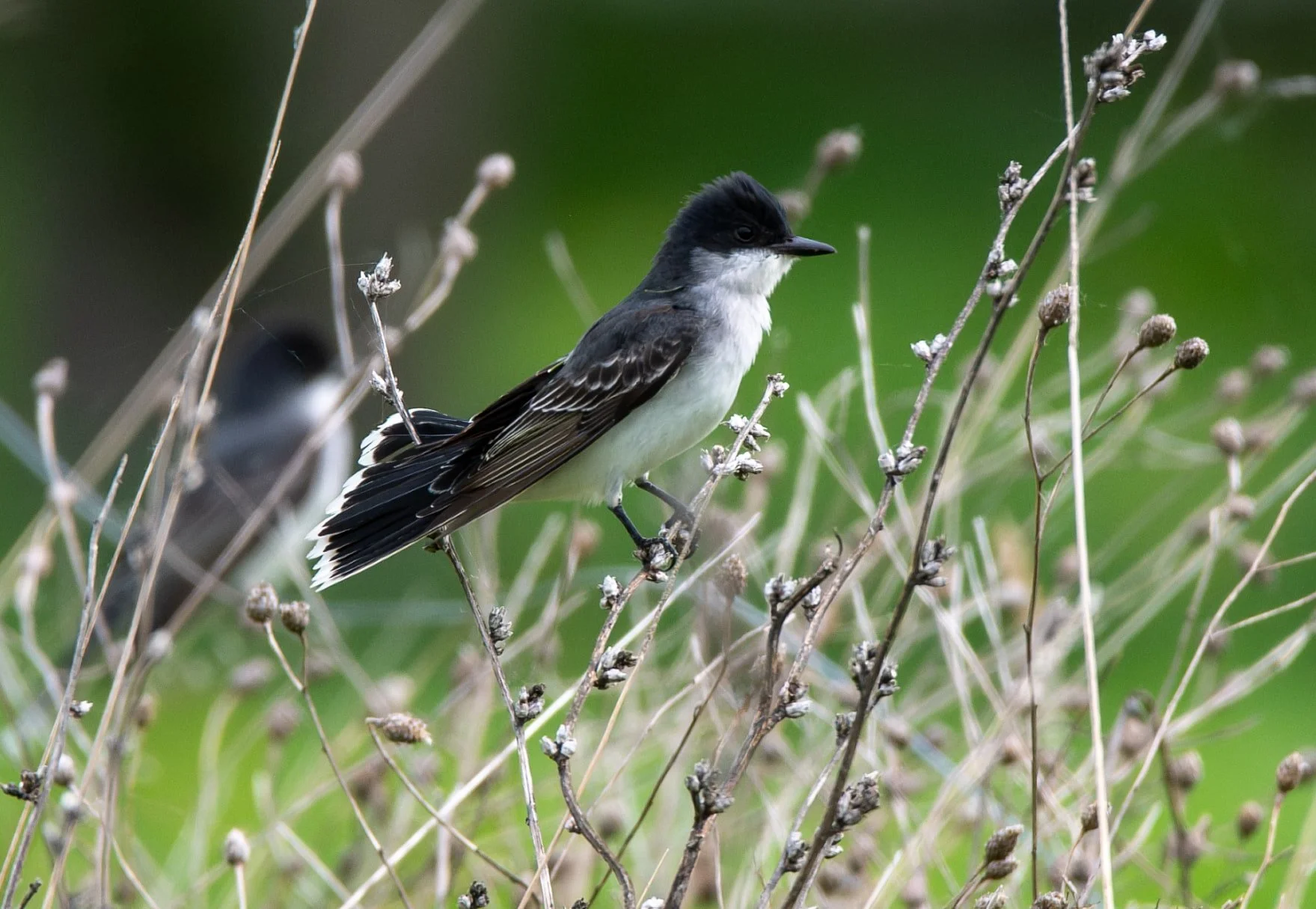 Eastern Kingbird
