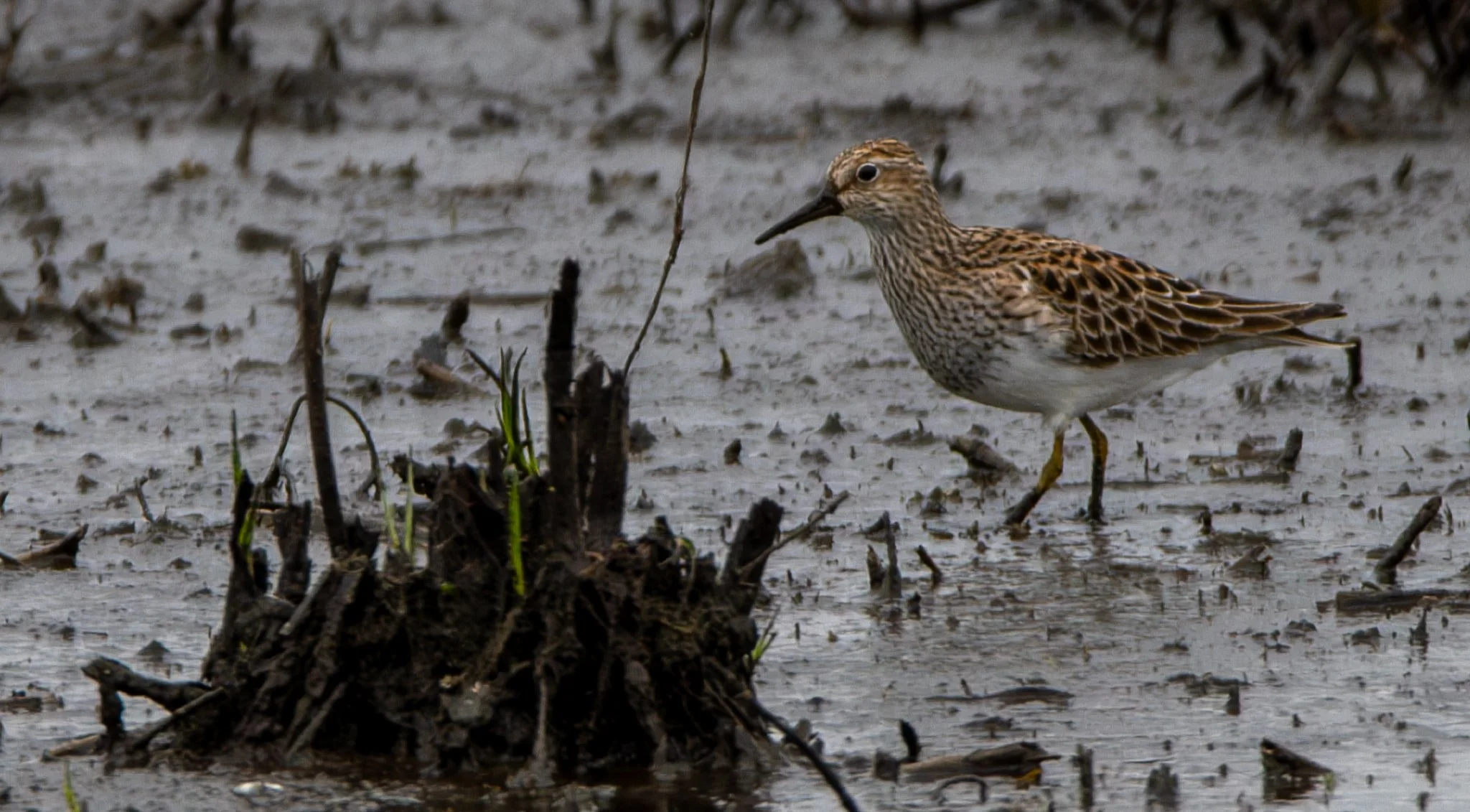 Pectoral Sandpiper