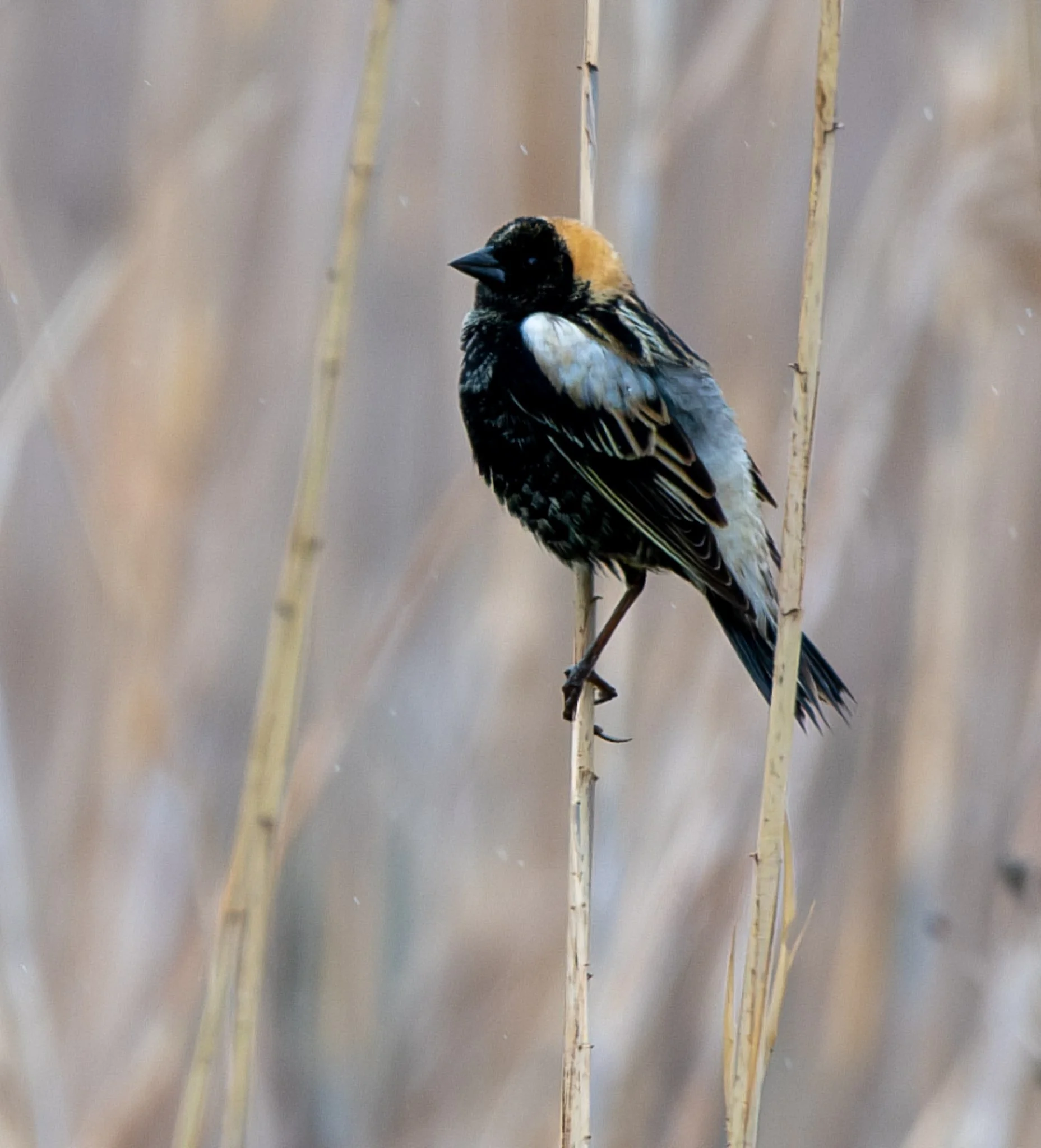 Bobolink (male)