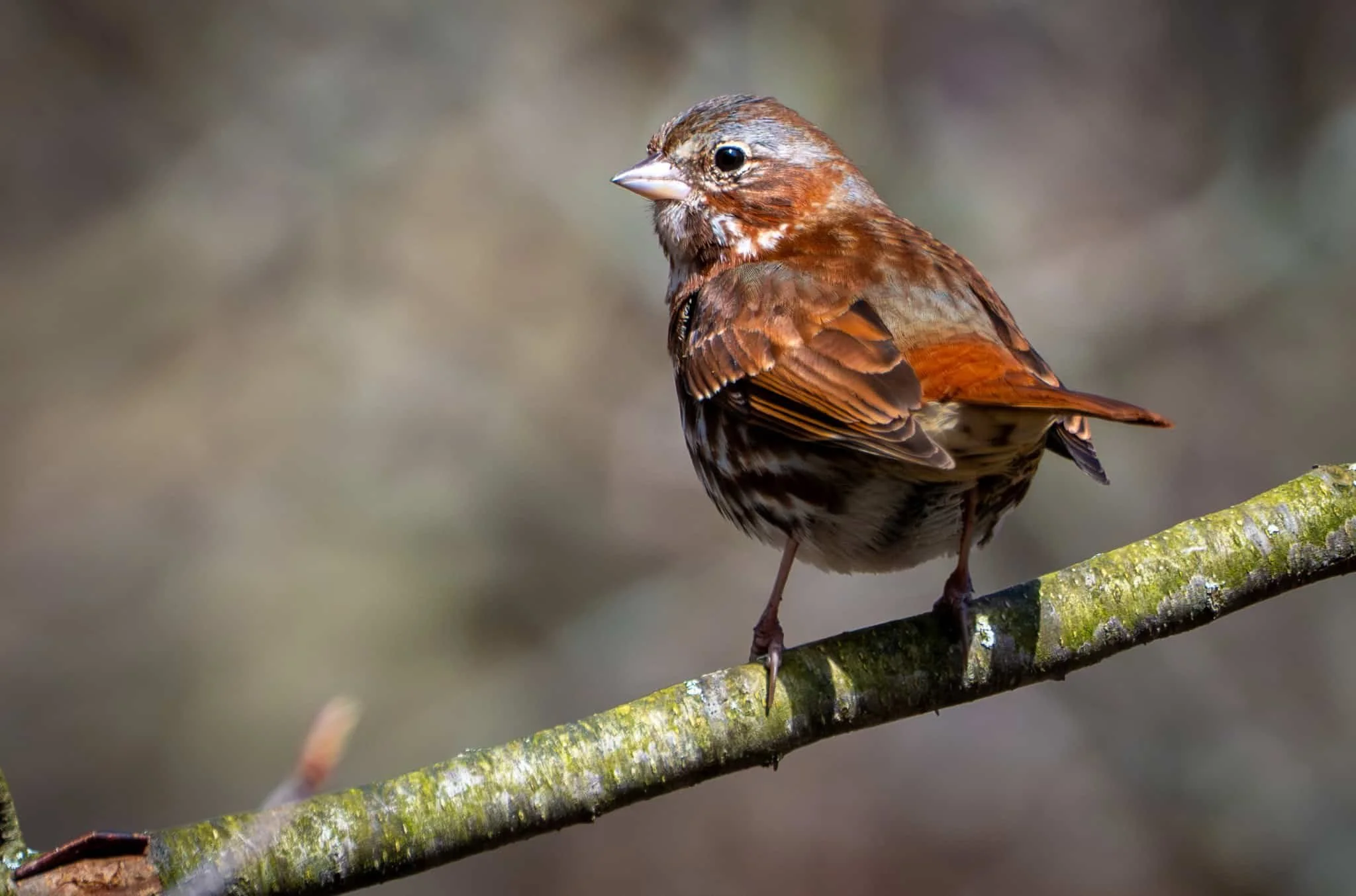A Fox Sparrow stops for a couple of weeks each April before moving up north to get ready for nesting