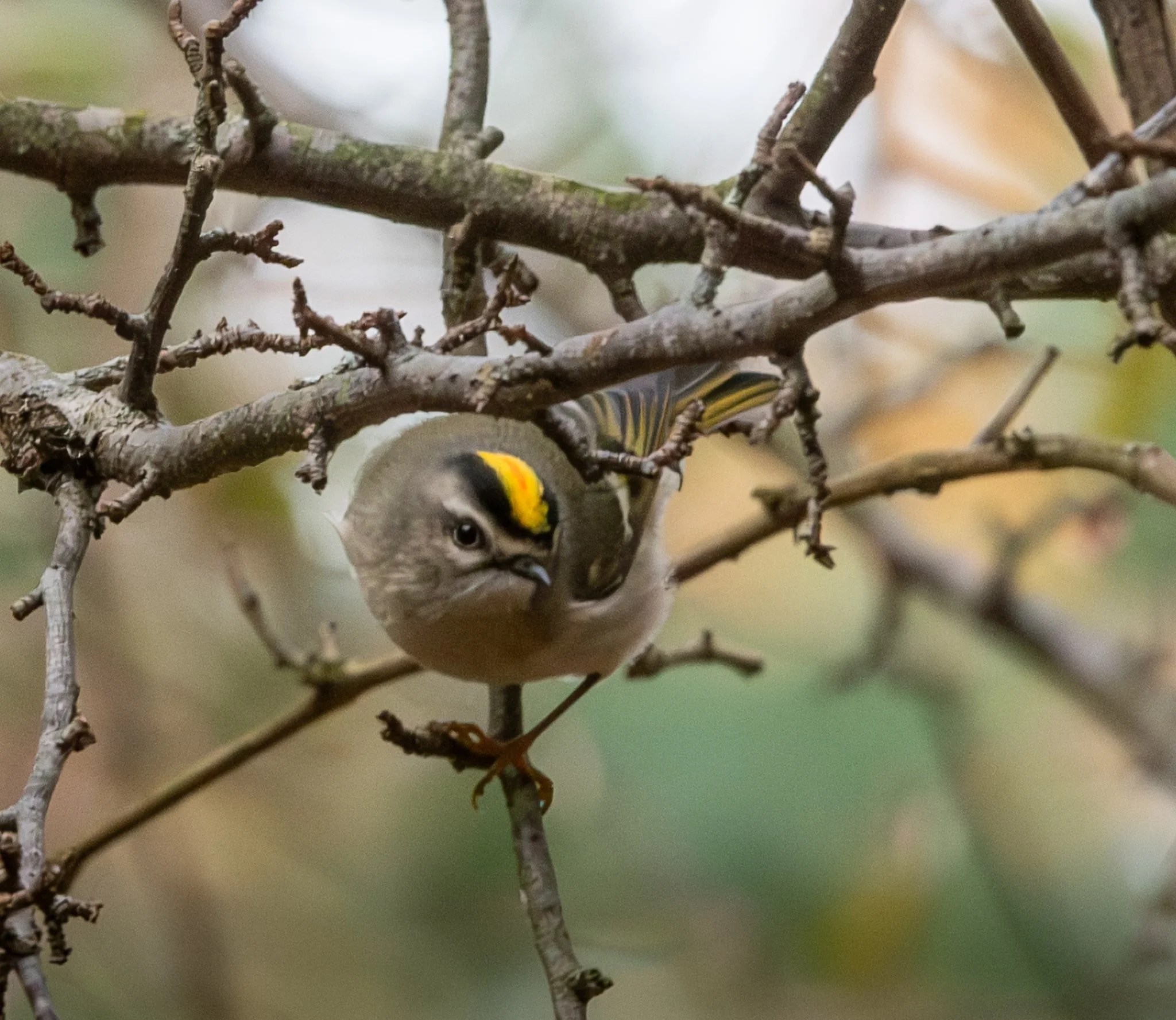 Golden-crowned Kinglet showing how it got its name