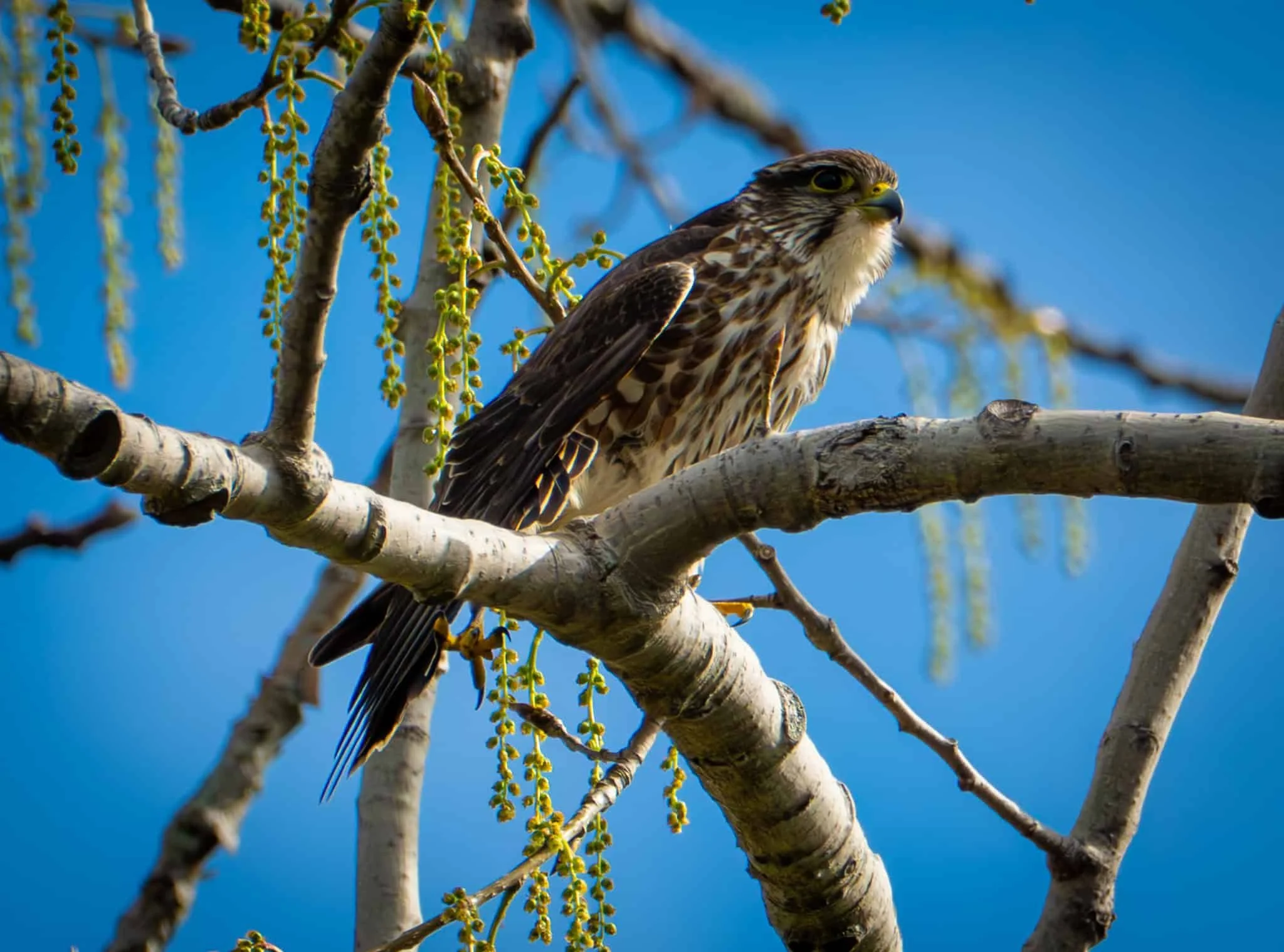 Merlin - our fiercest falcon