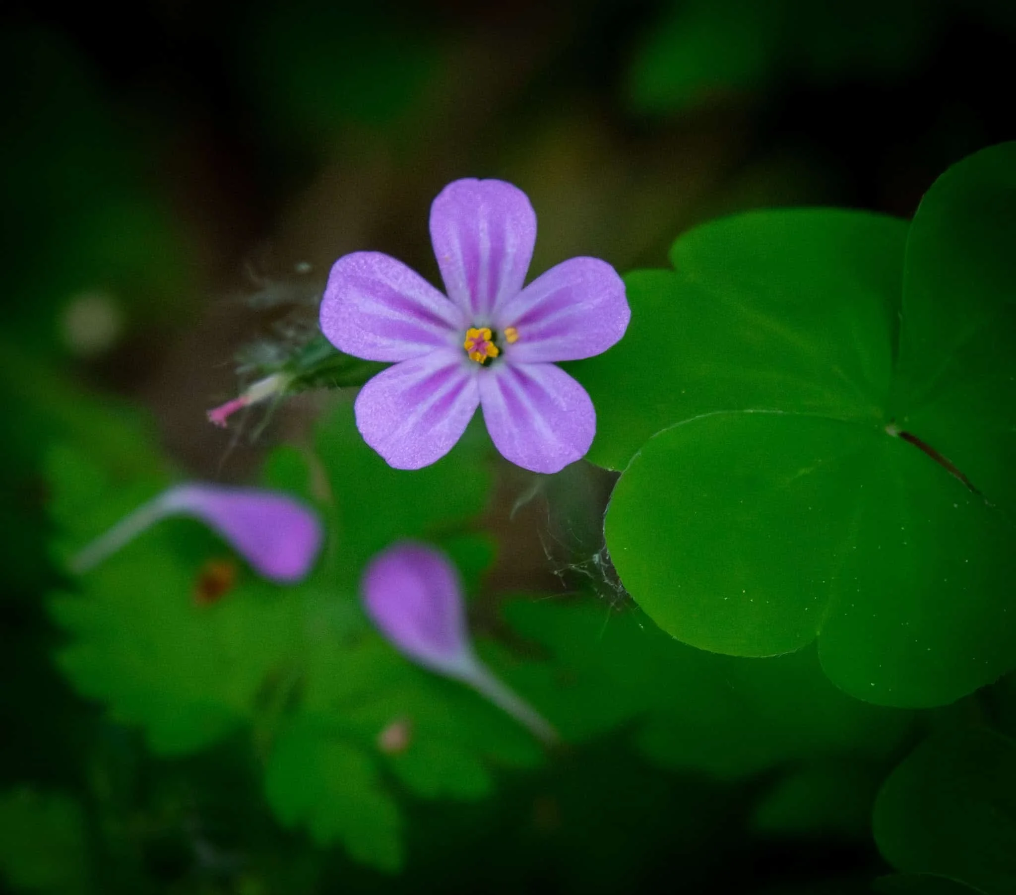 Herb Robert - blooming deep in the woods