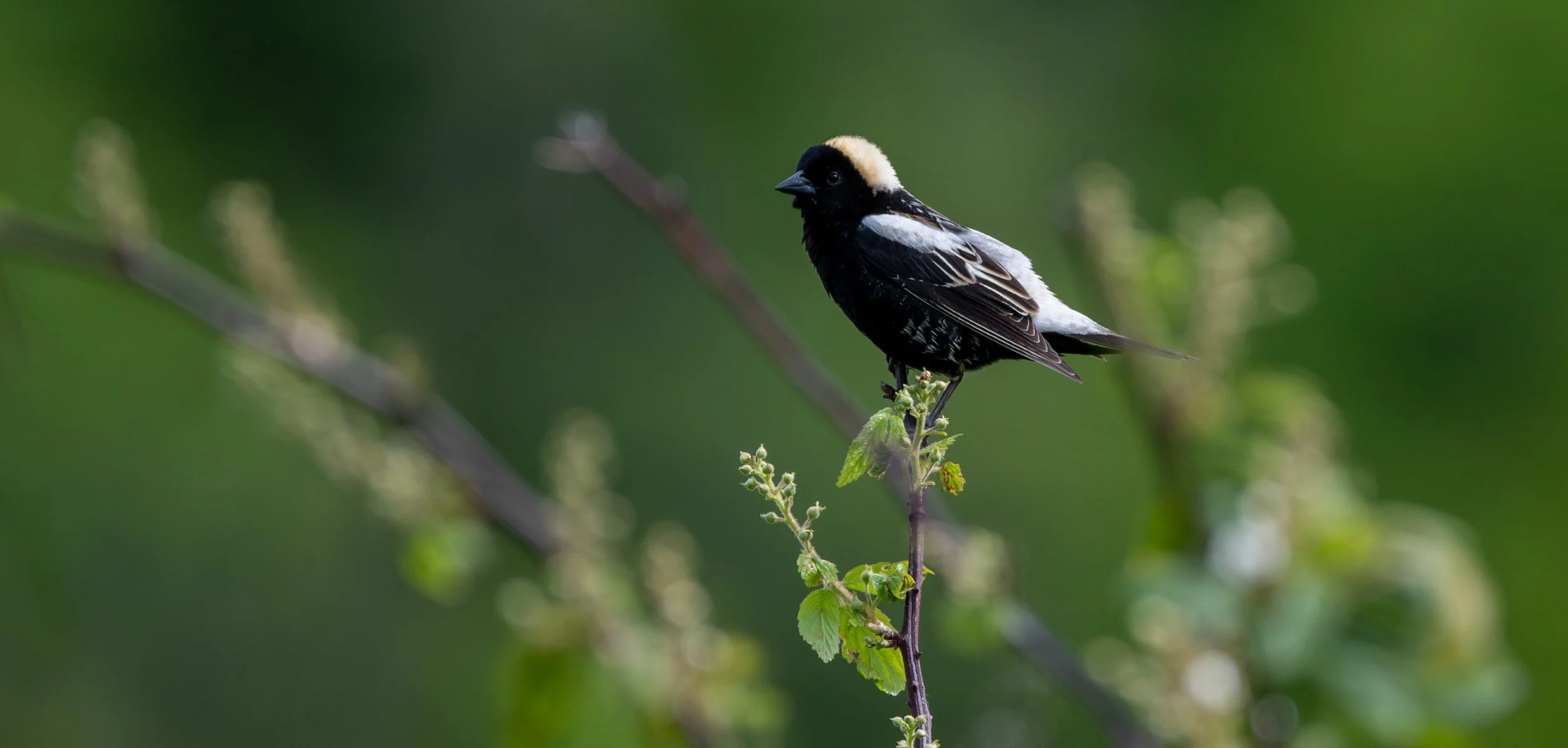 Bobolink (male)