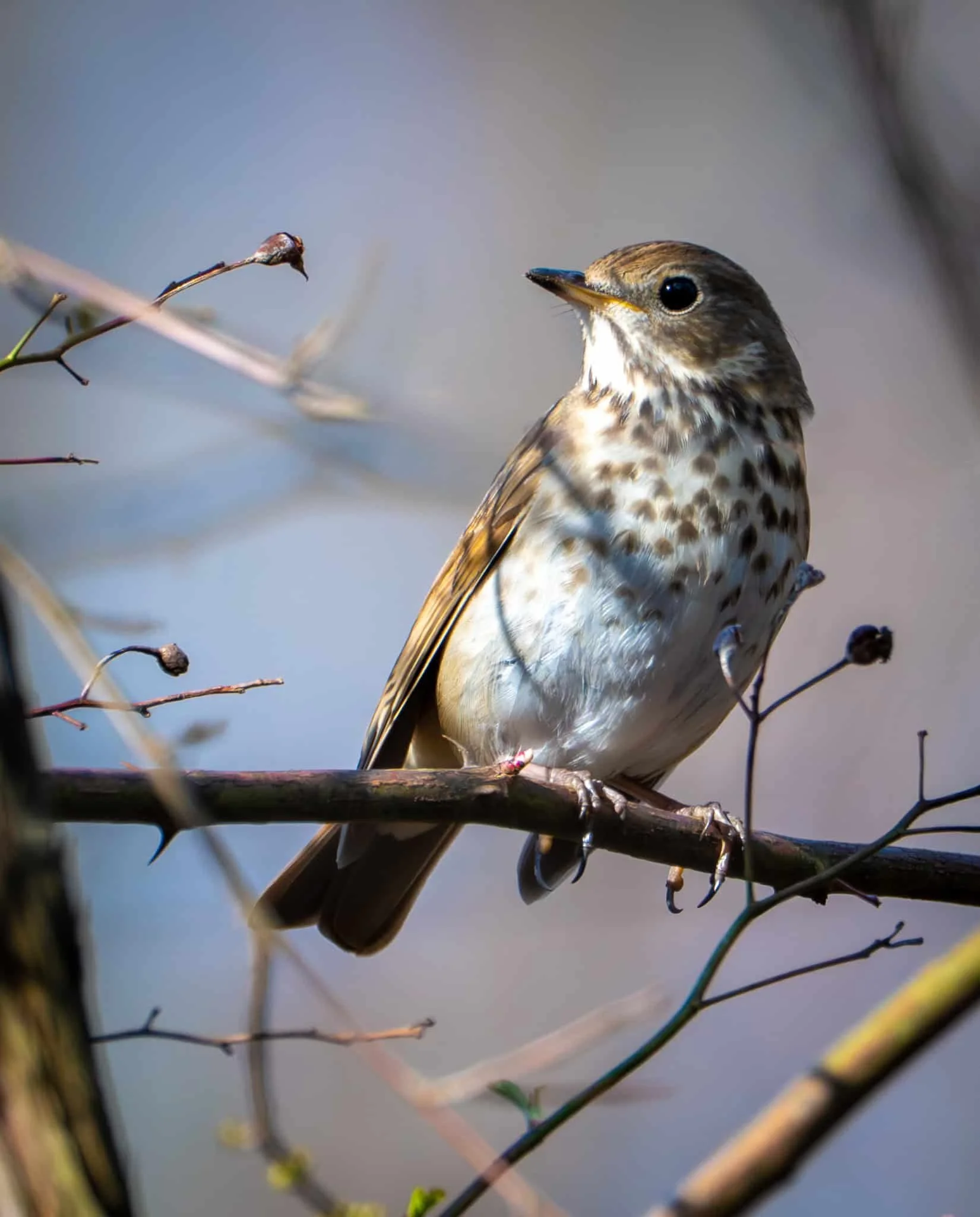 Hermit Thrush at sunrise