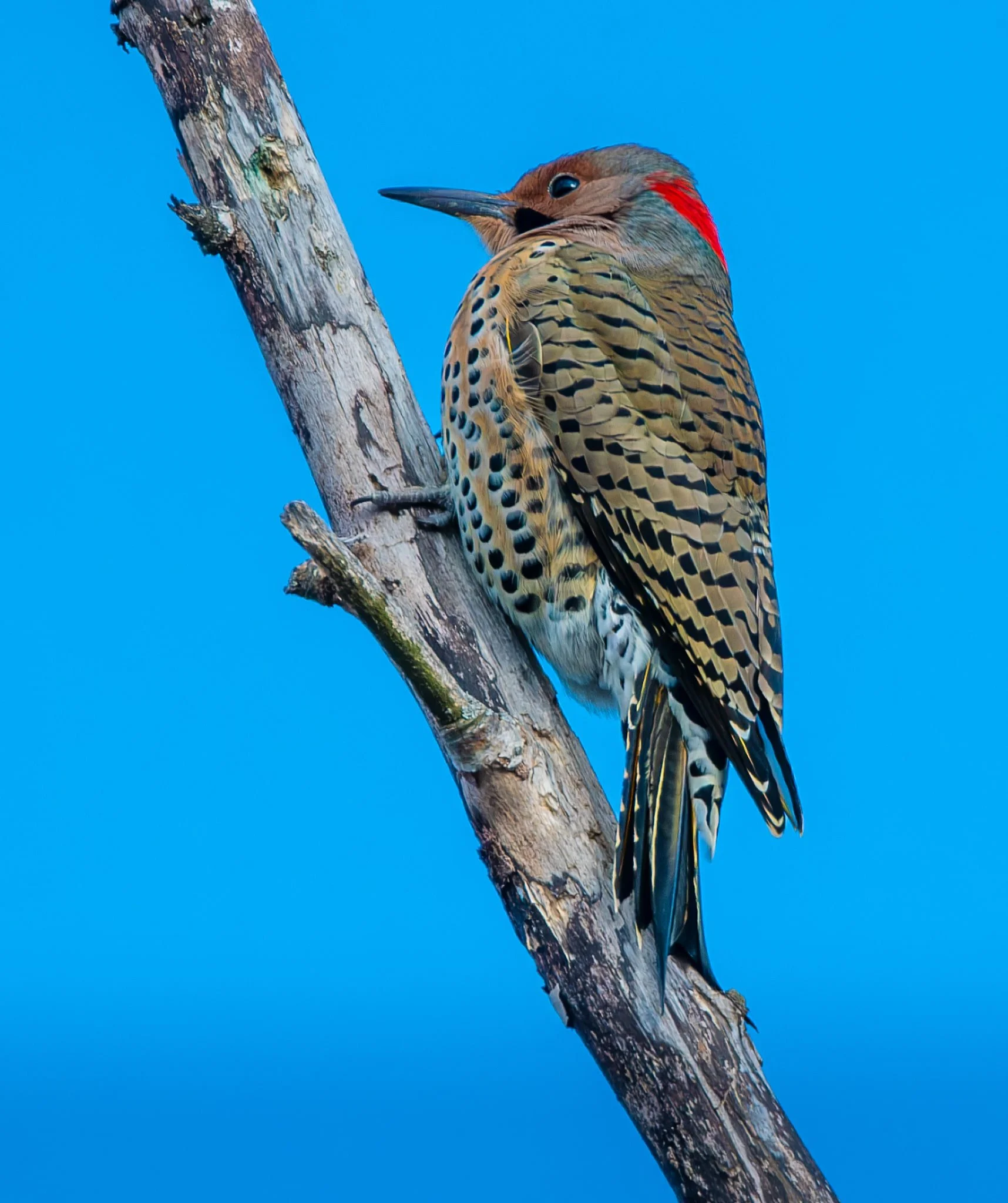 A Northern Flicker hung out in my tree to keep me company one morning for breakfast
