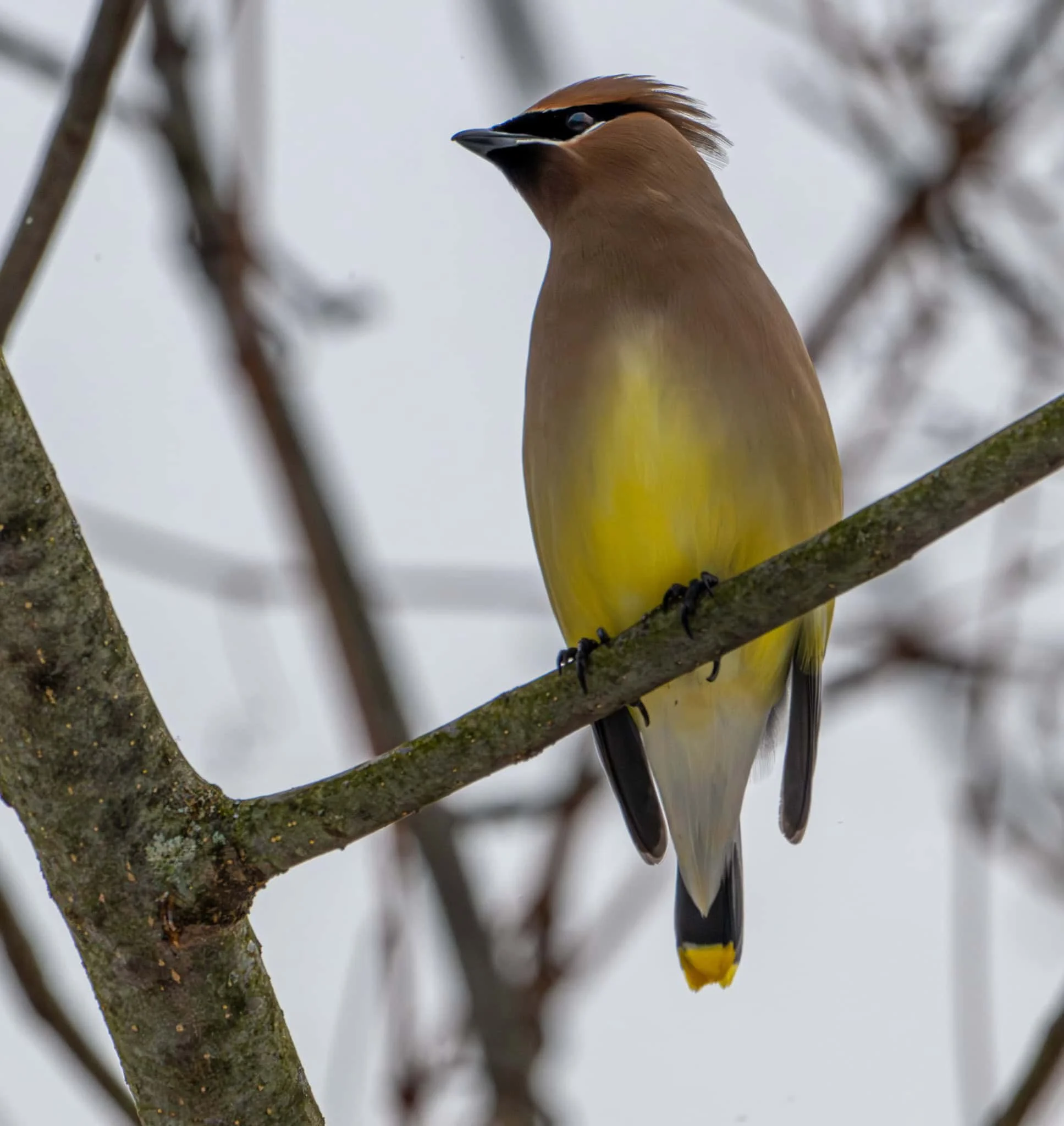 The elegance (and slimness) of a Cedar Waxwing