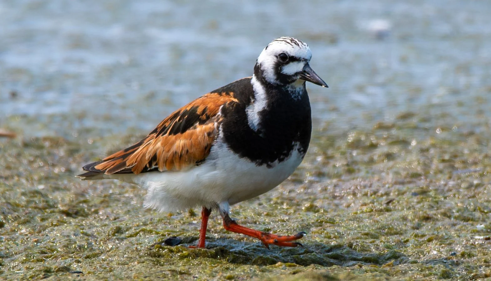 Ruddy Turnstone