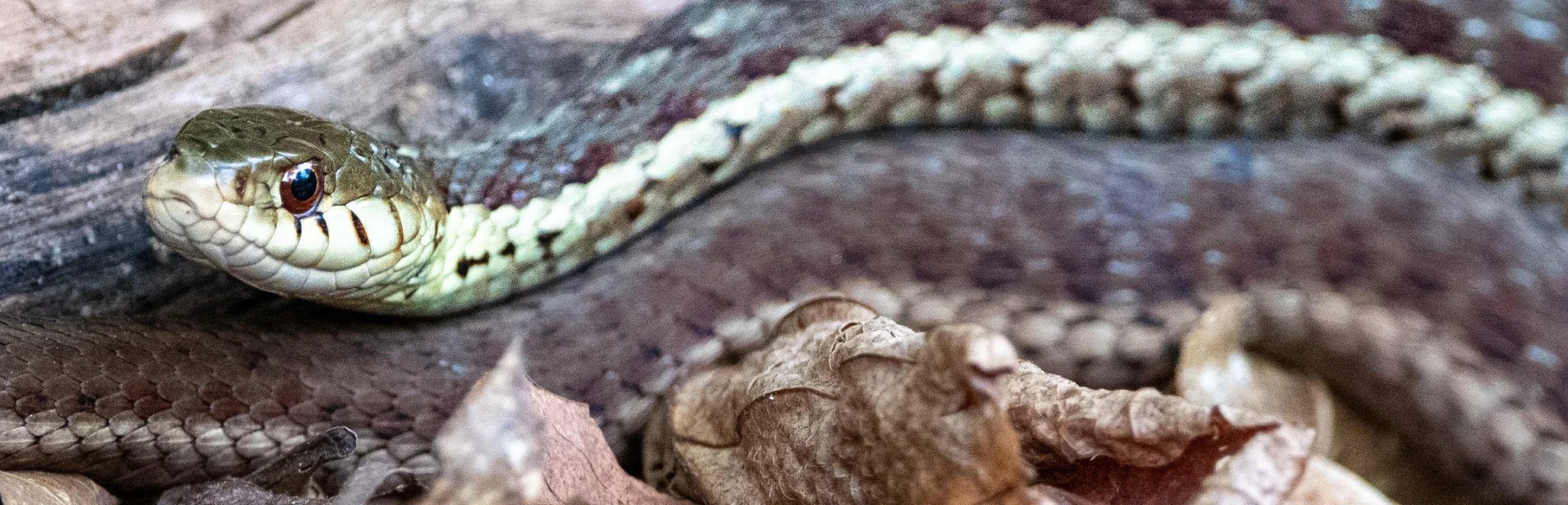 Garter Snake