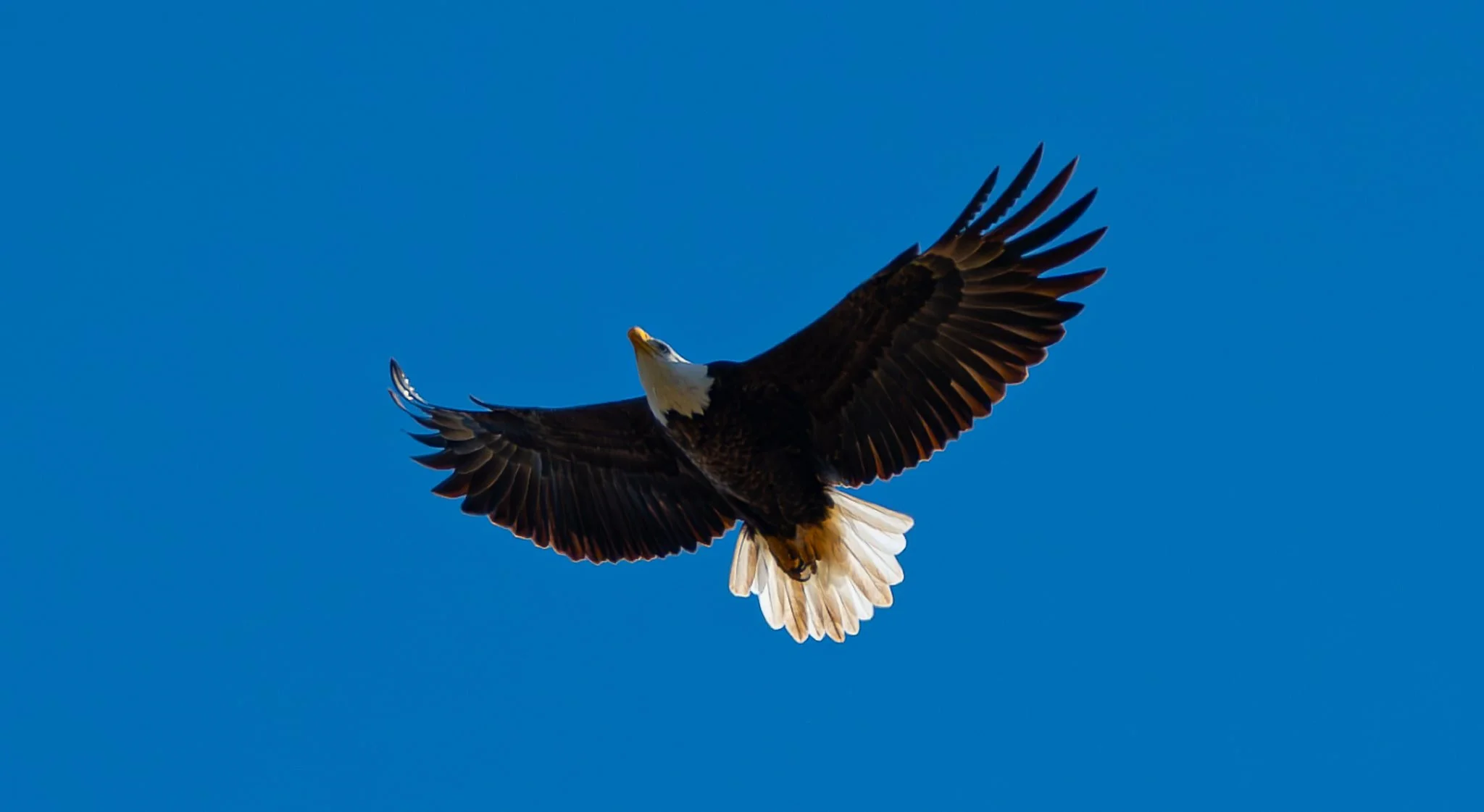 Bald Eagle