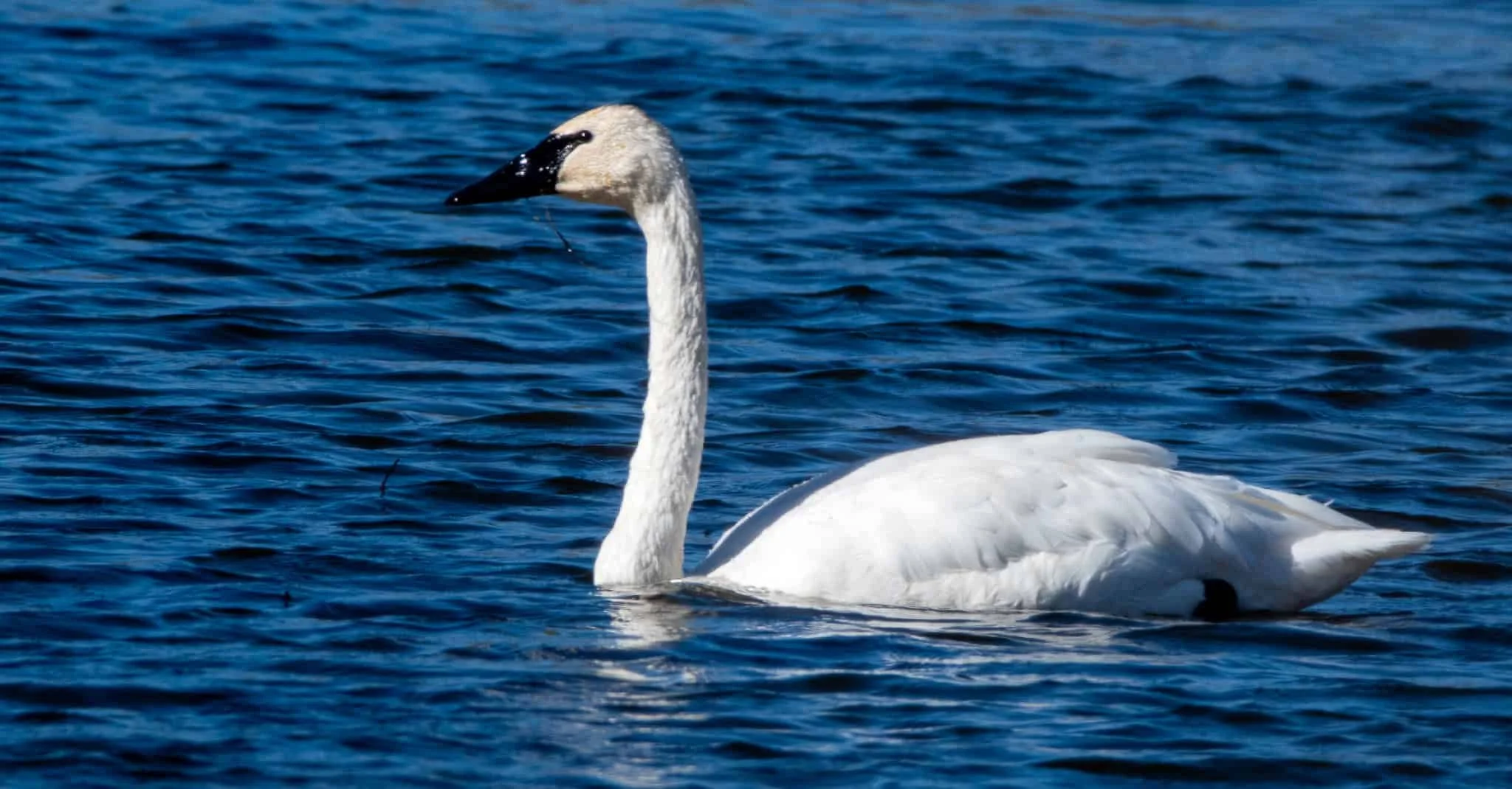 Trumpeter Swan - gosh, I love their necks!