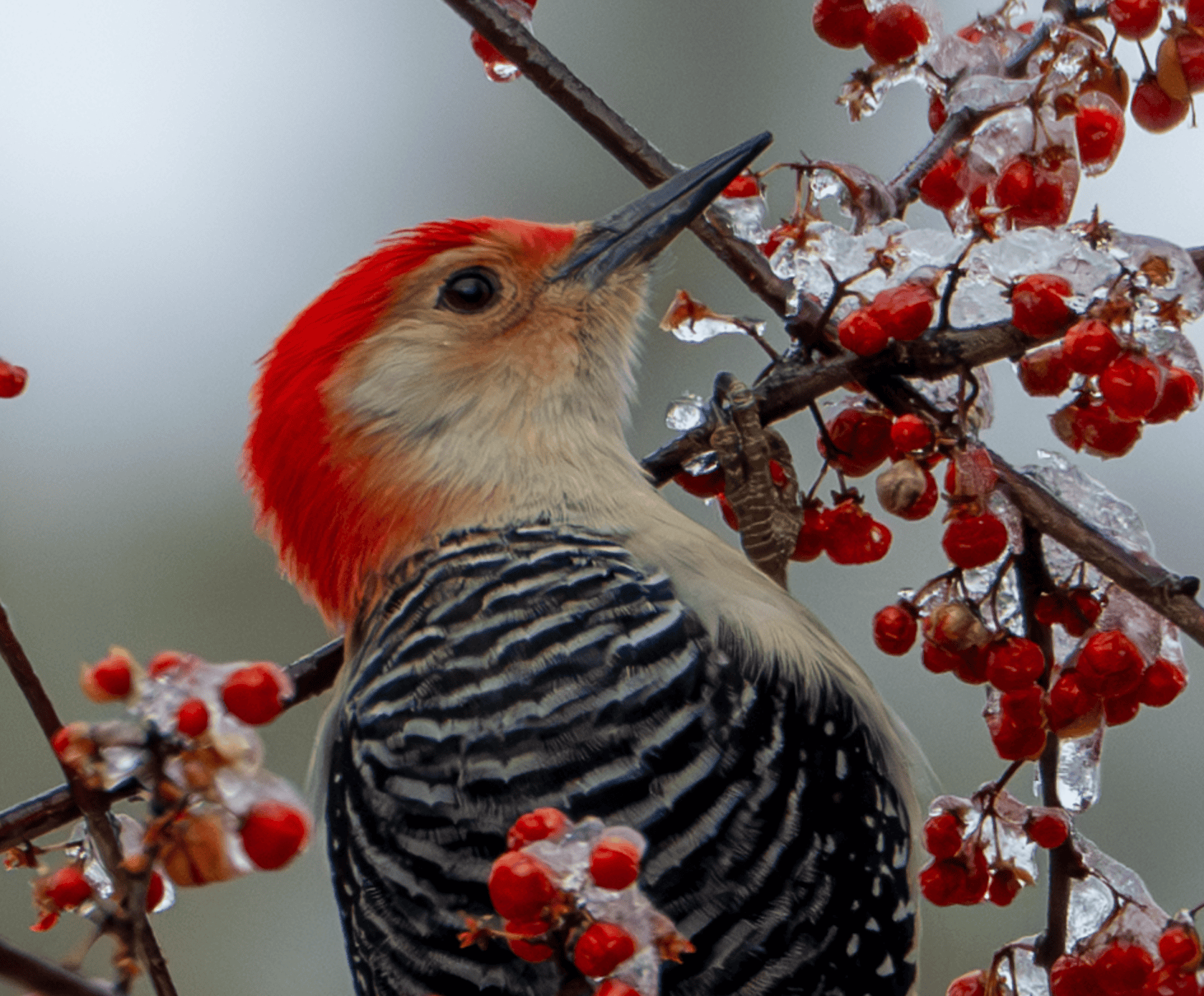 Red-bellied Woodpecker trying to blend in