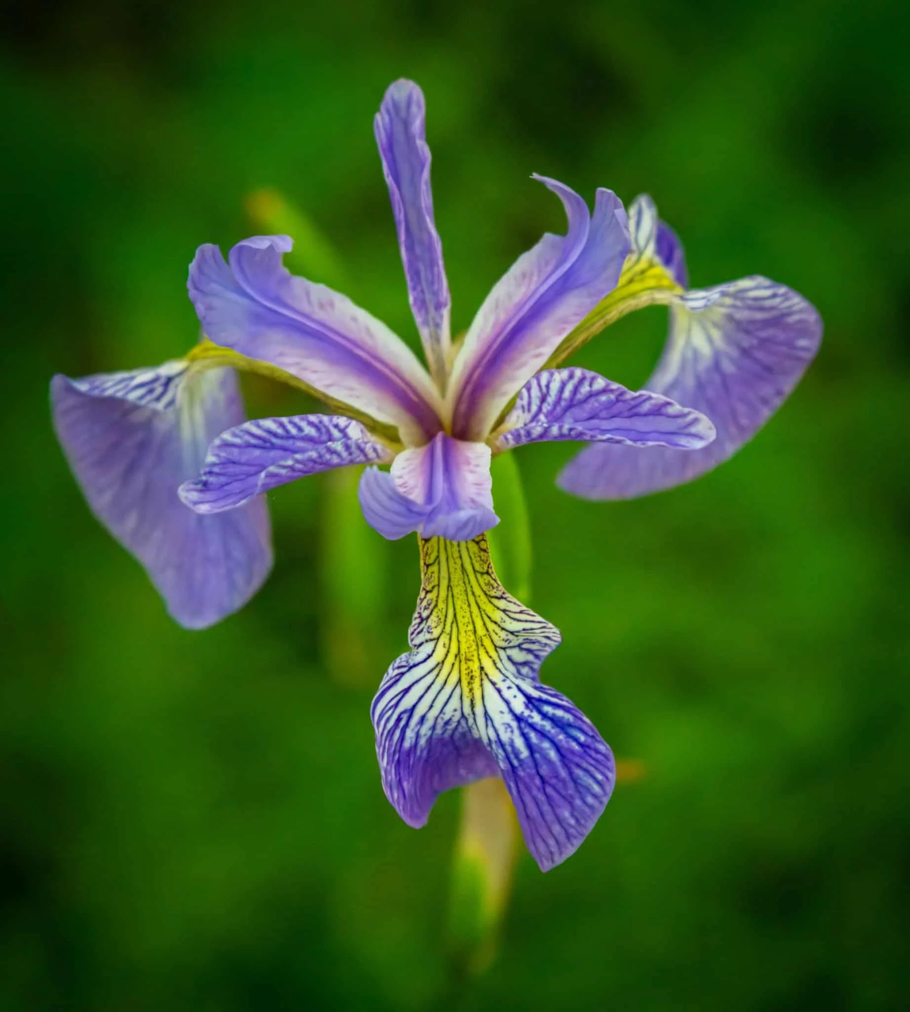 Northern Blue Flag Iris