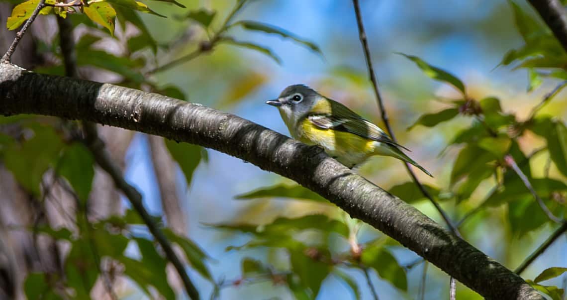 Blue-headed Vreo