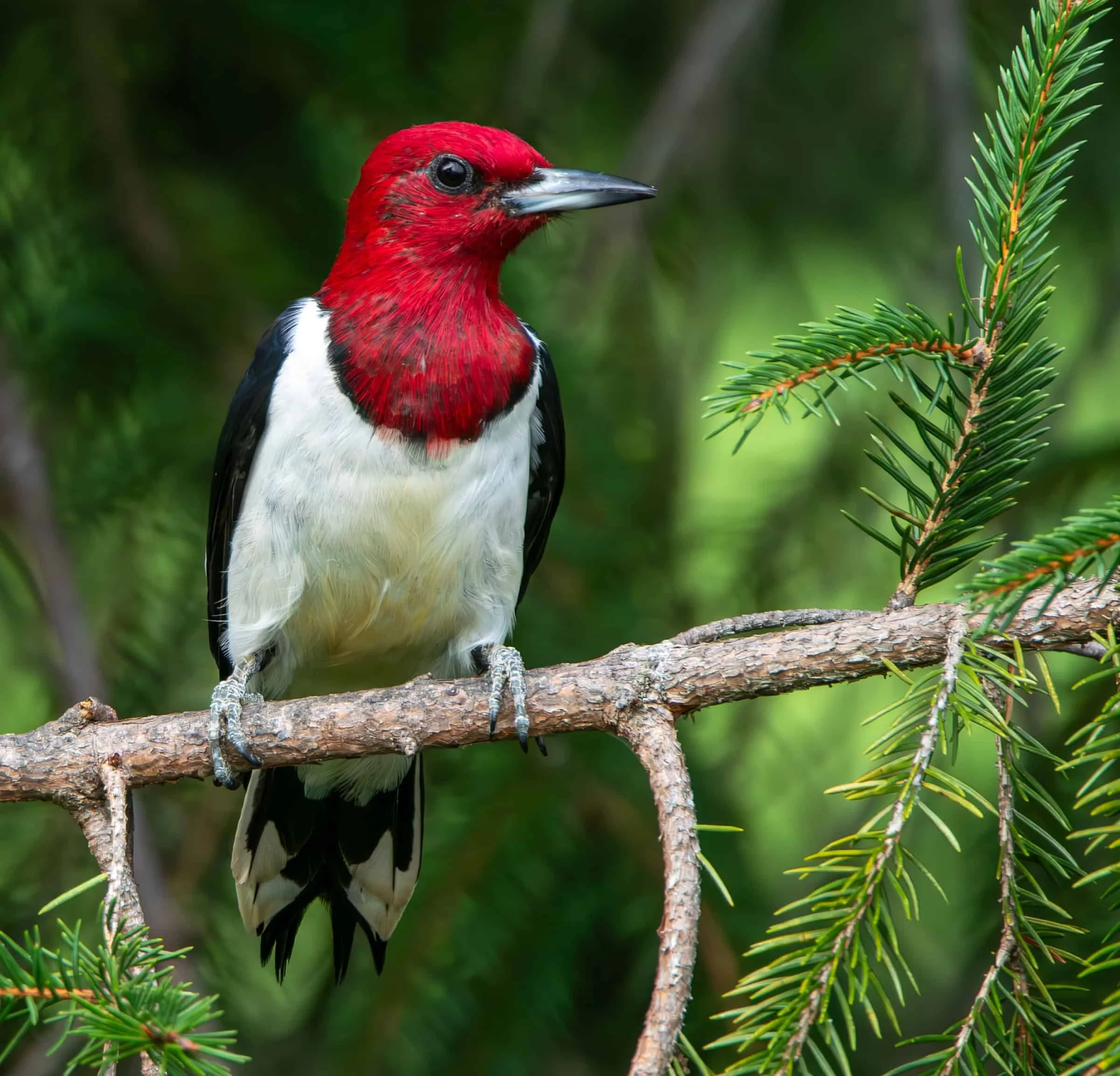 Red-headed Woodpecker