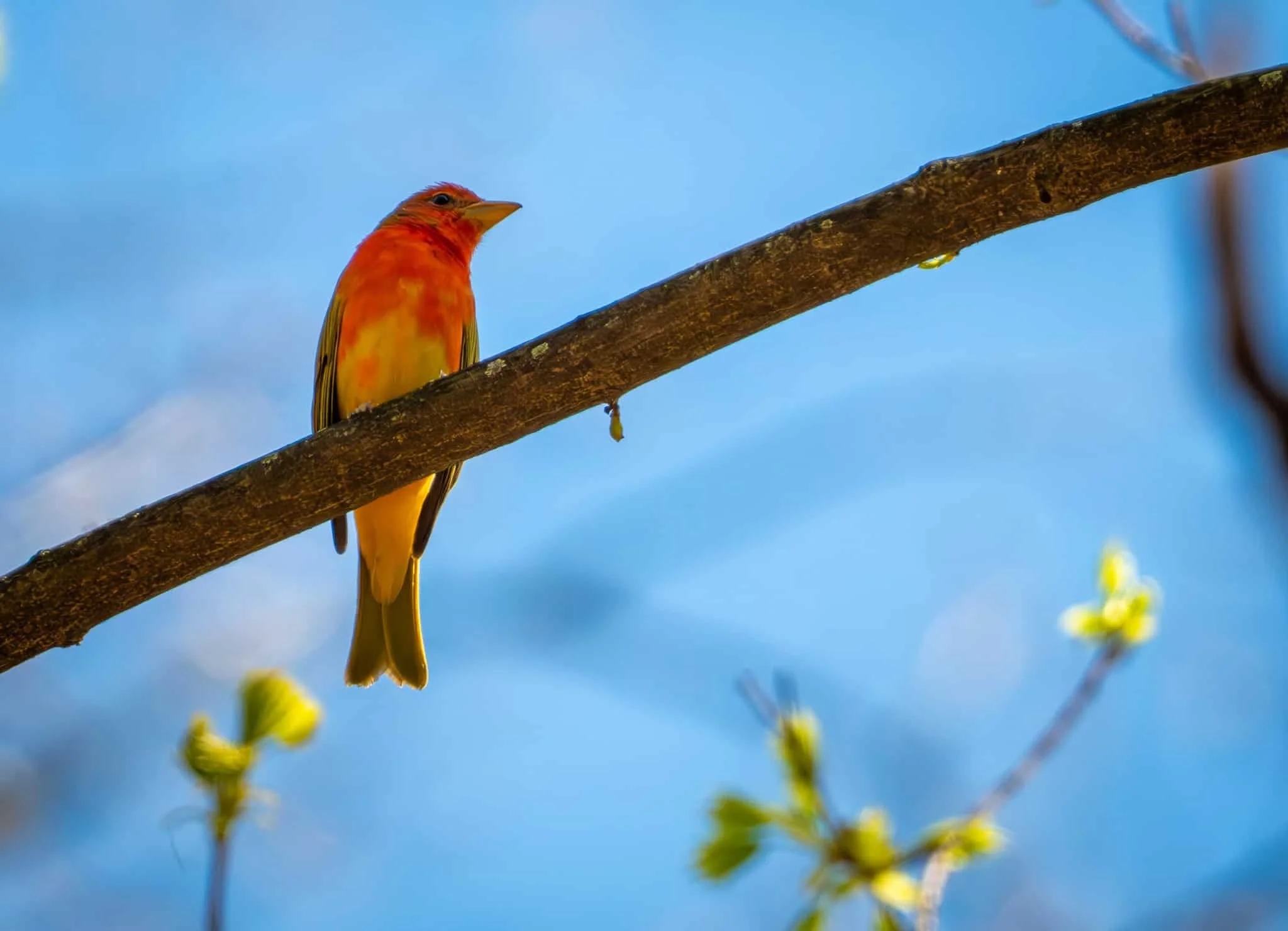 A Summer Tanager male - he's not supposed to be here in NY