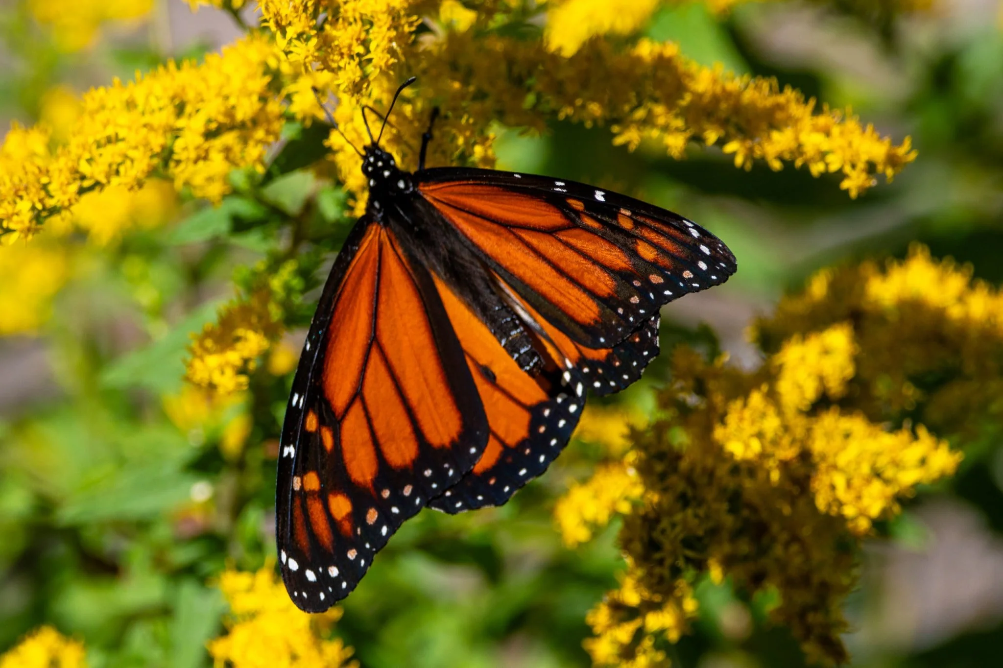 Monarch