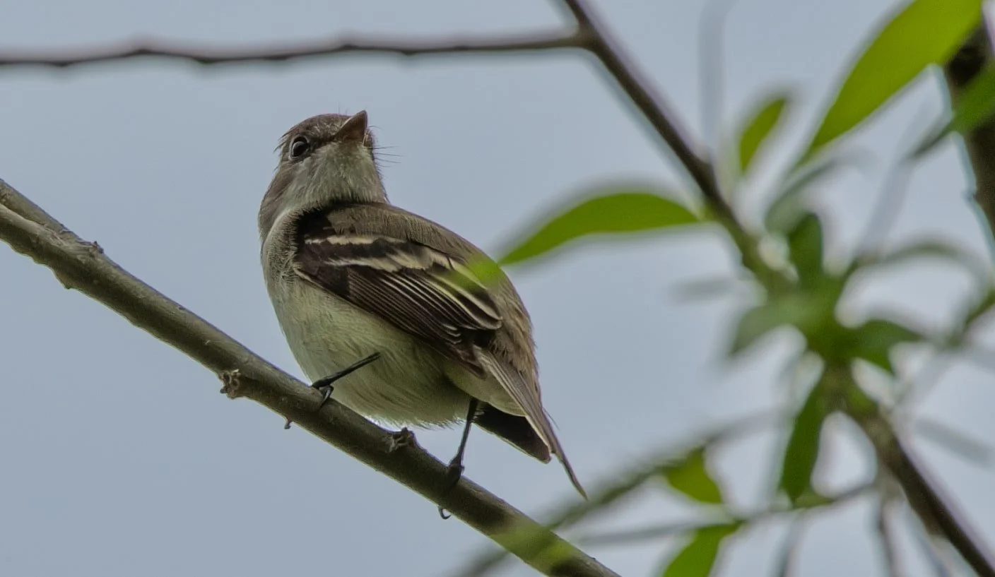 Willow Flycatcher