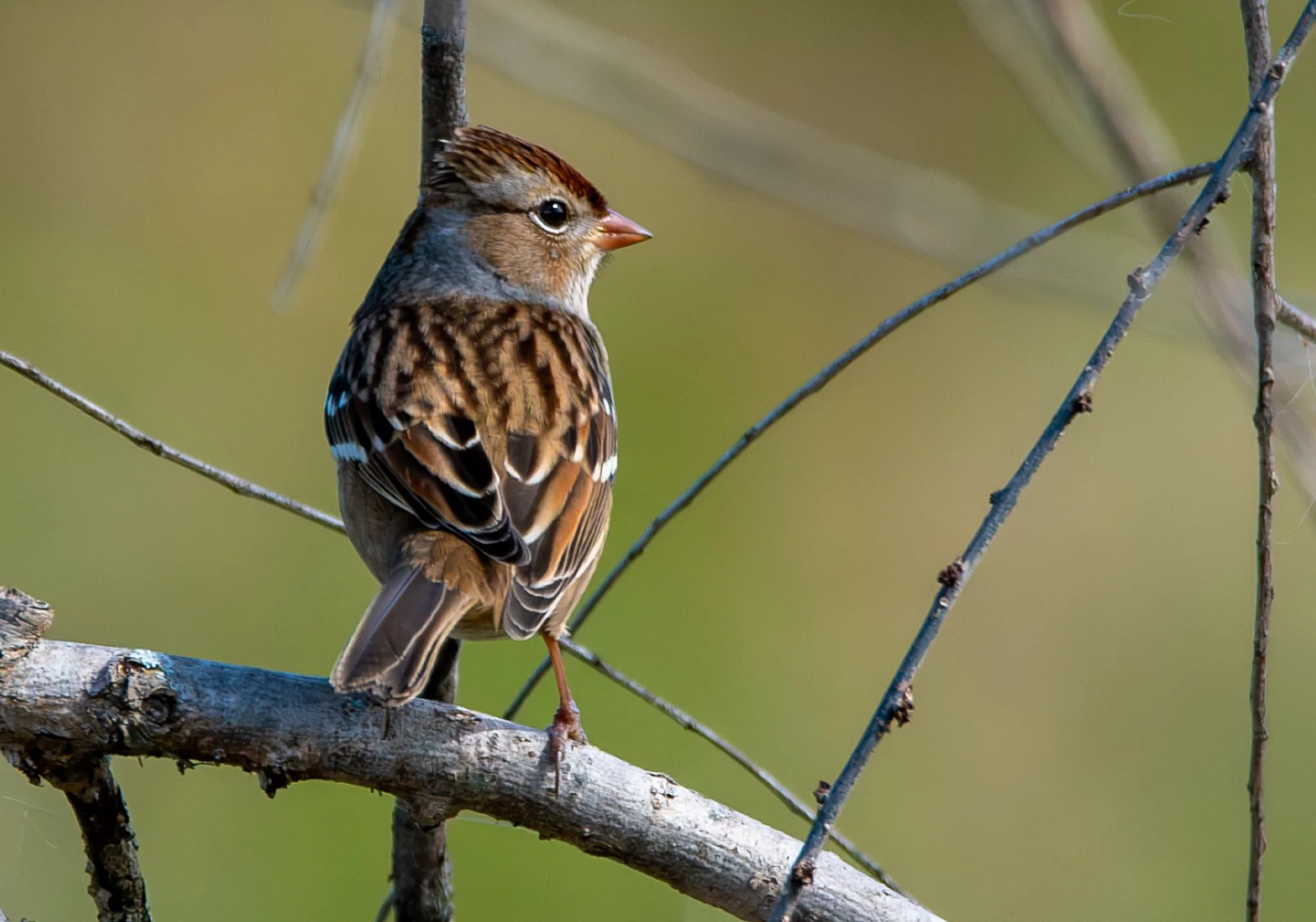 White-crowned Sparrow