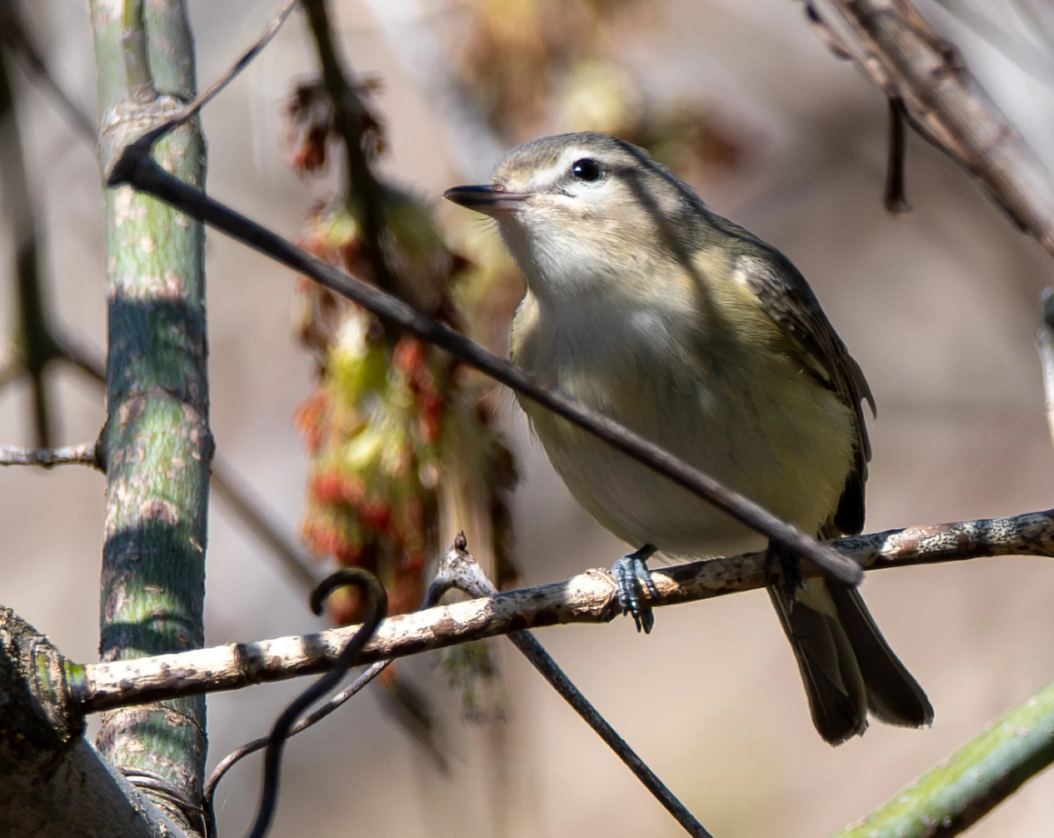 Warbling Vireo