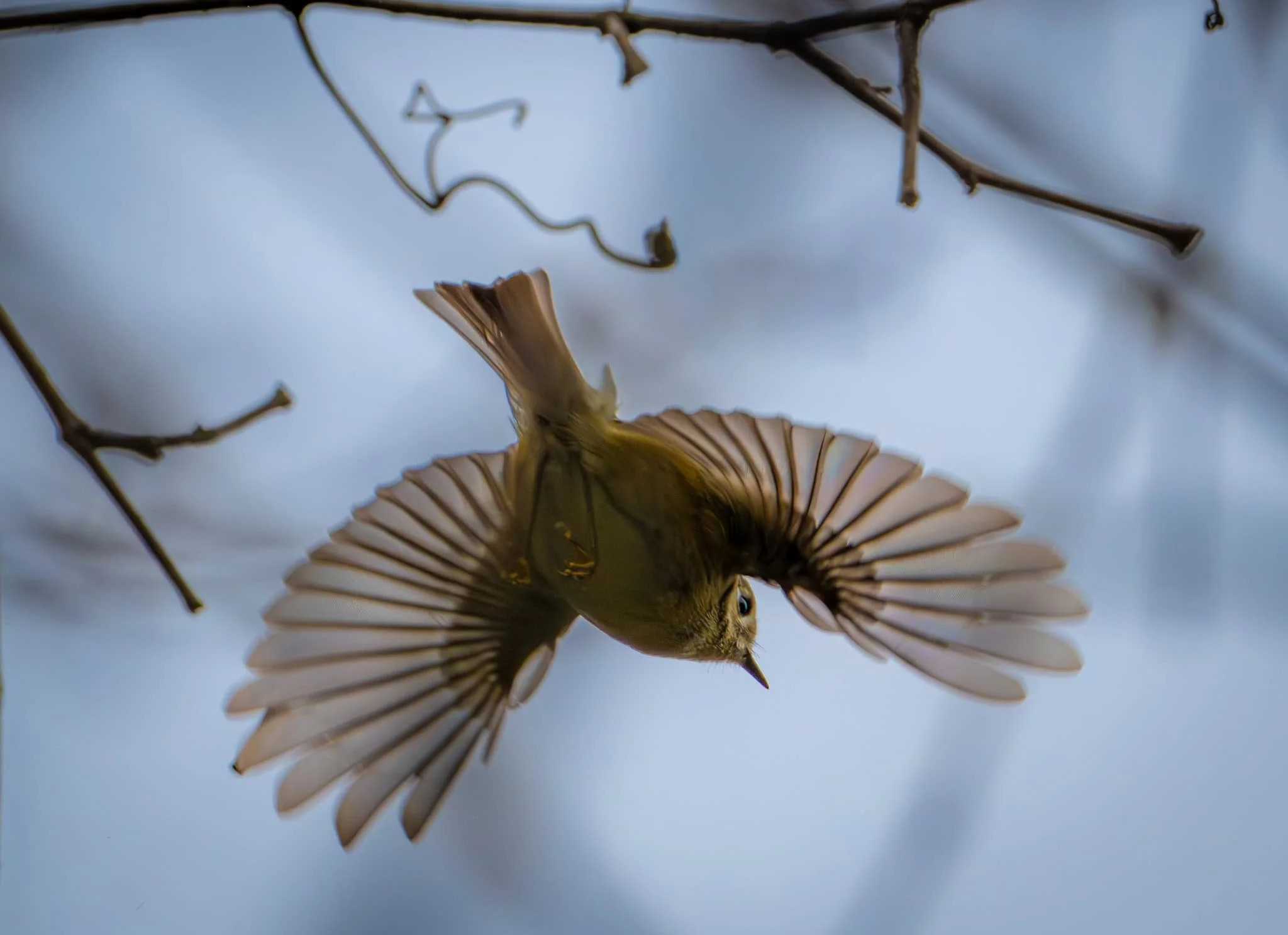 Ruby-crowned Kinglet - fully unfurled