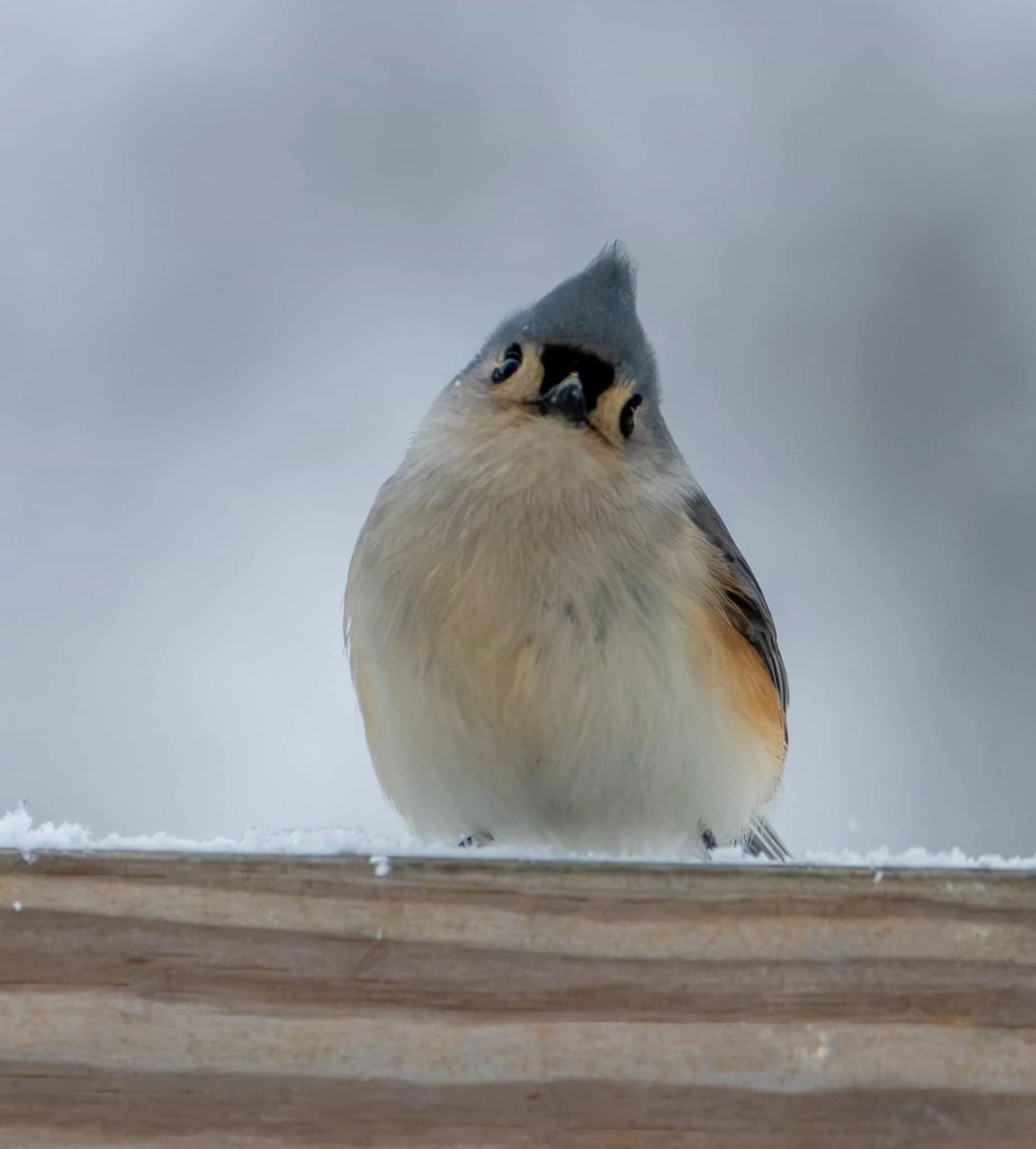 Tufted Titmouse - the head tilt gets me every time.