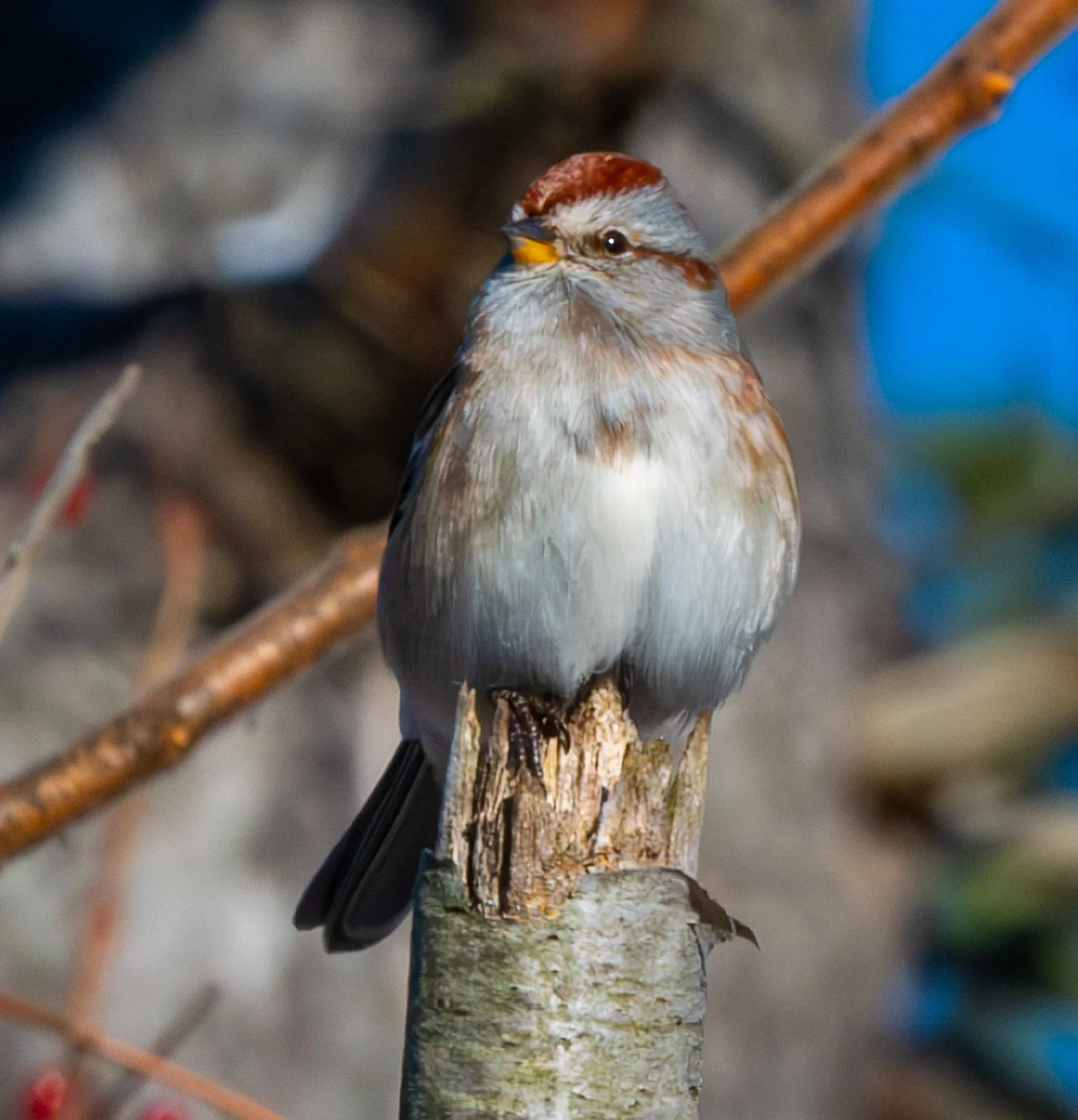American Tree Sparrow - looking pretty proud of himself