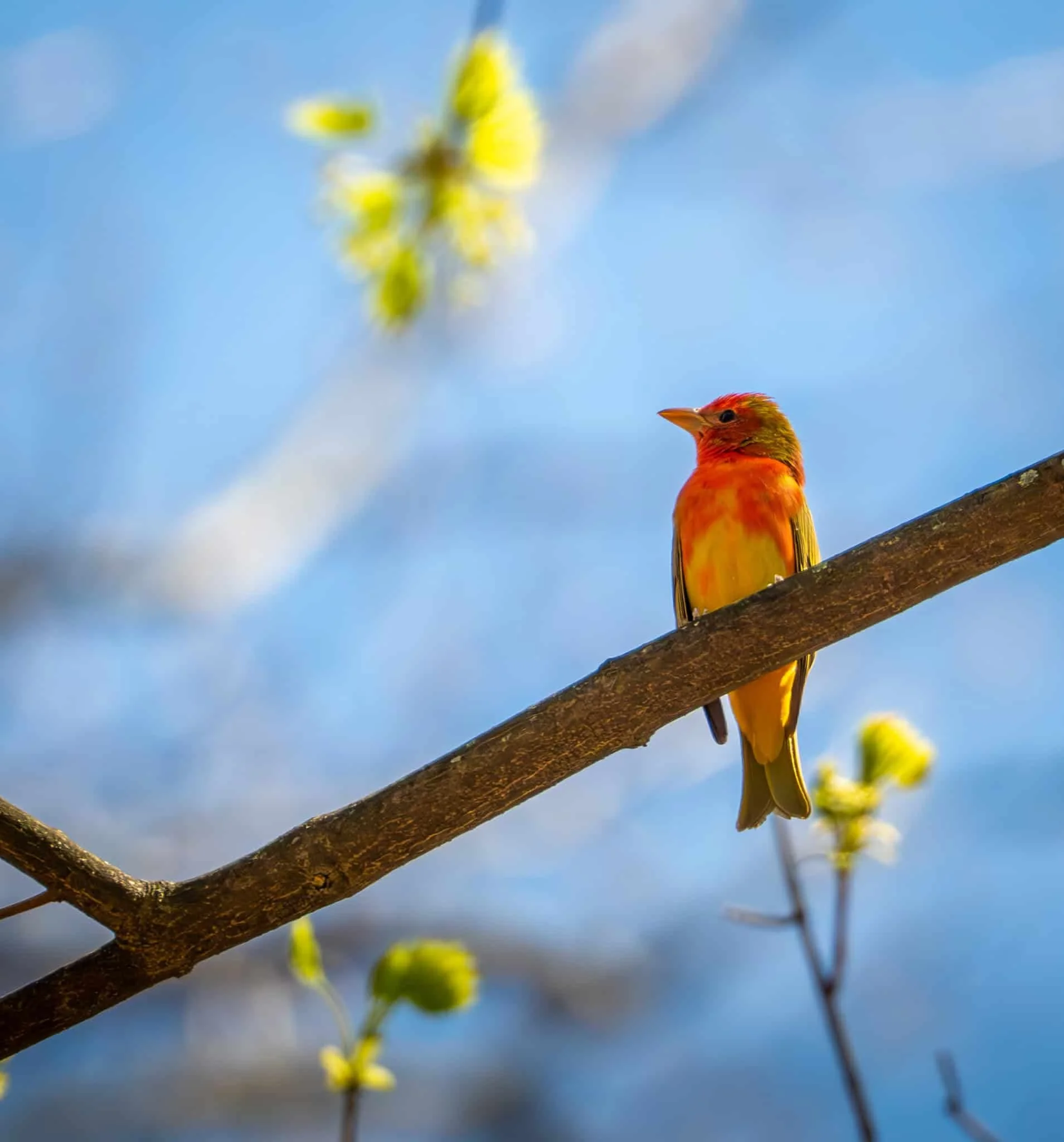 Summer Tanager - a welcomed rarity here in western New York